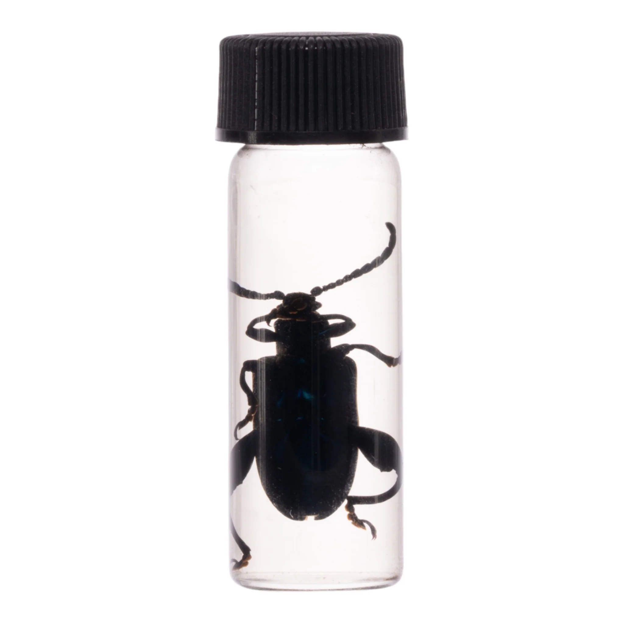 Real Green Chafer Beetle Wet Specimen - Image 3