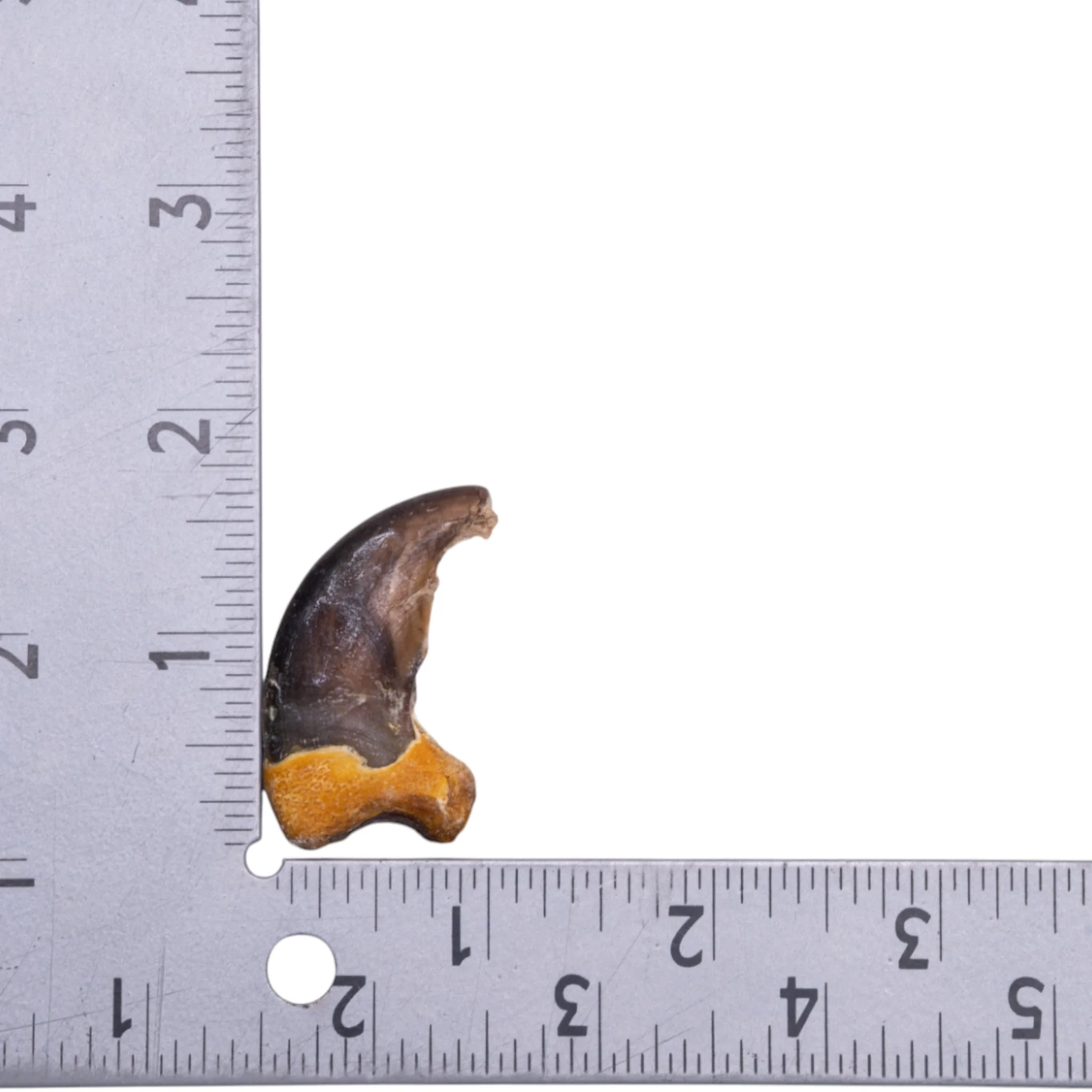 Real Grizzly Bear Back Claw - Image 3