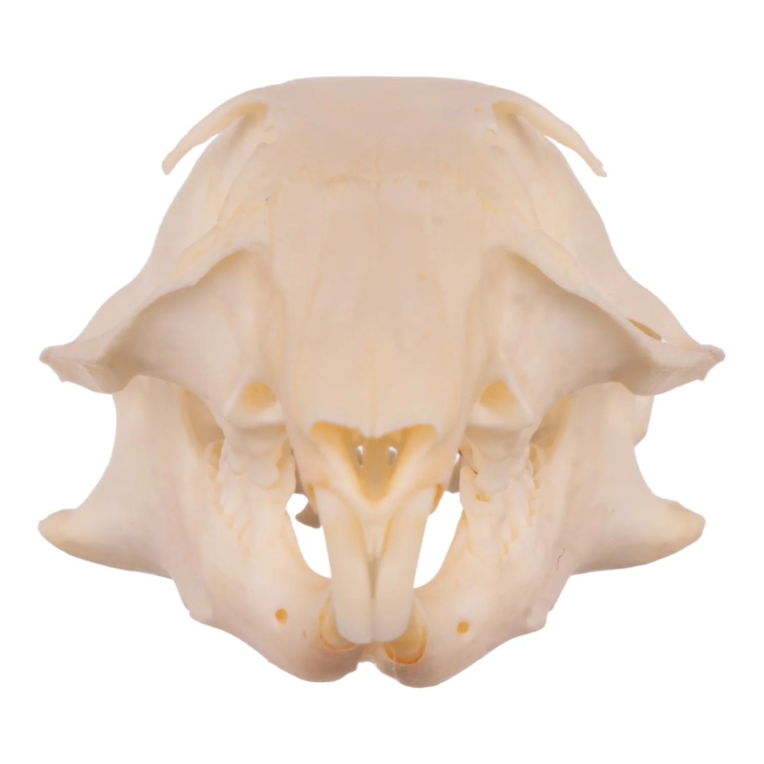 Real Ground Squirrel Skull - Image 3