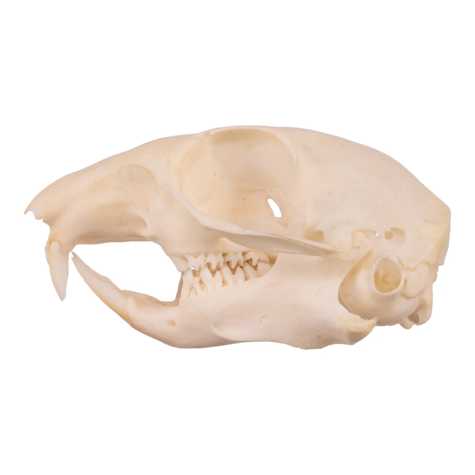 Real Ground Squirrel Skull - Image 4
