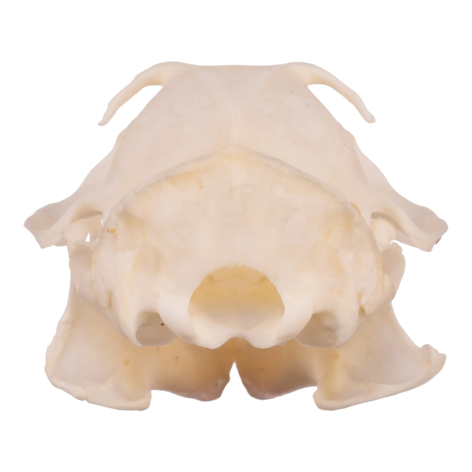 Real Ground Squirrel Skull - Image 5