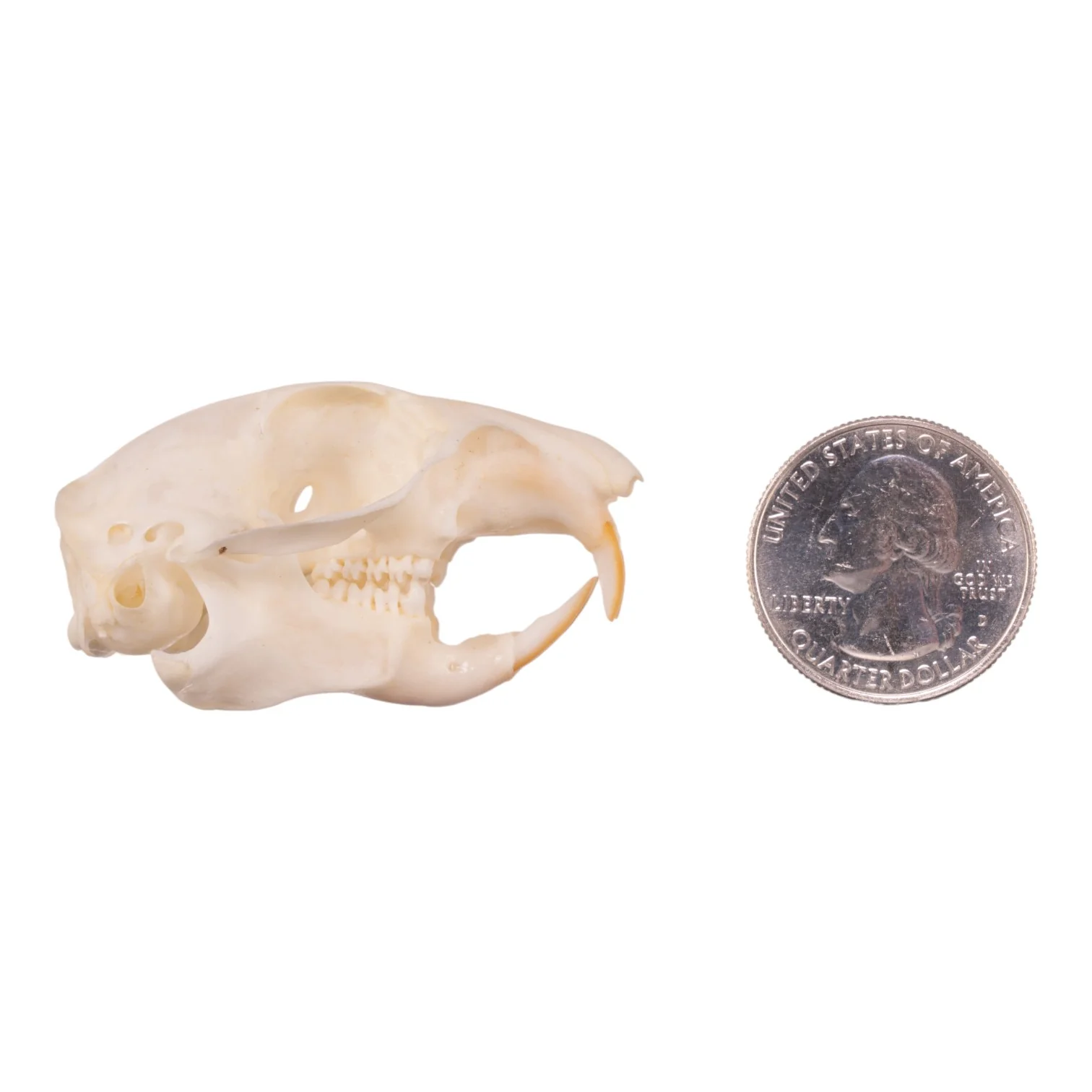 Real Ground Squirrel Skull - Image 6