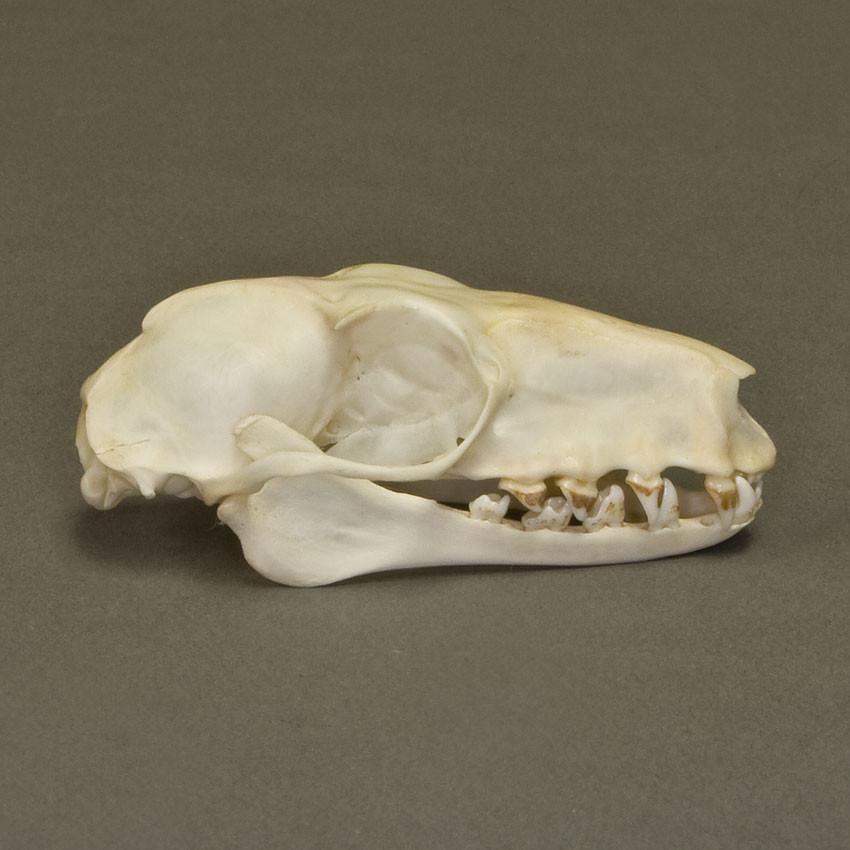 Real Hammerhead Fruit Bat Skeleton - Image 2