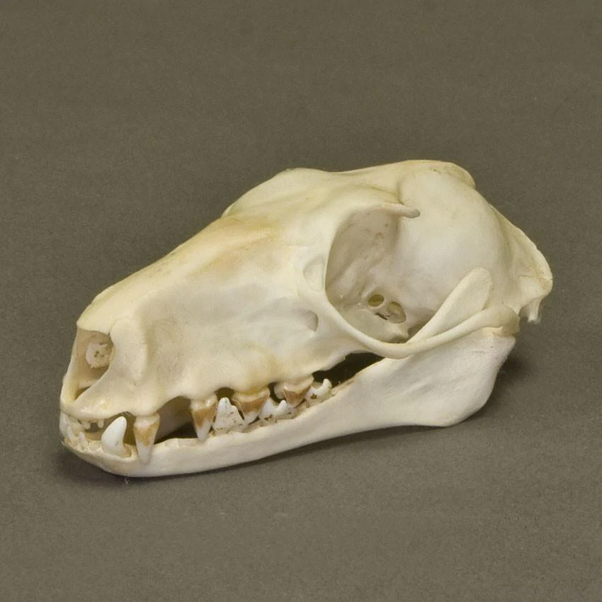 Real Hammerhead Fruit Bat Skeleton - Image 3