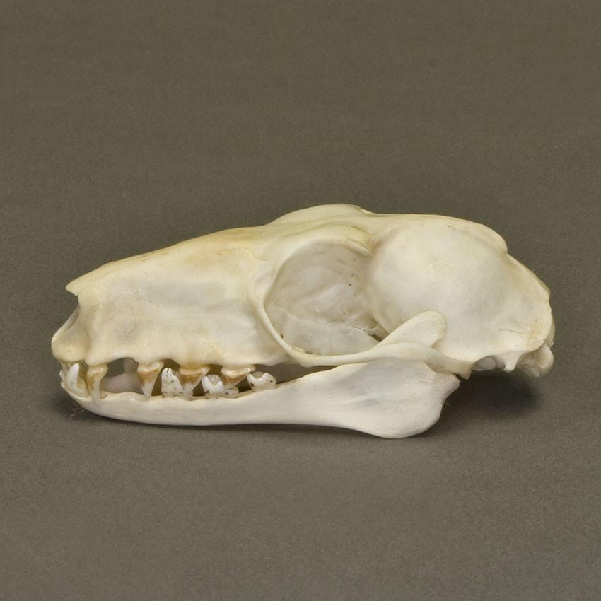 Real Hammerhead Fruit Bat Skeleton - Image 4