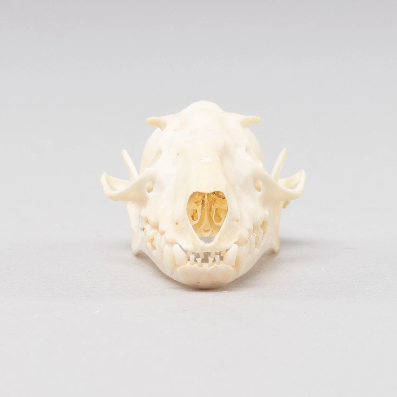 Real Hammerhead Fruit Bat Skeleton - Female - Image 3