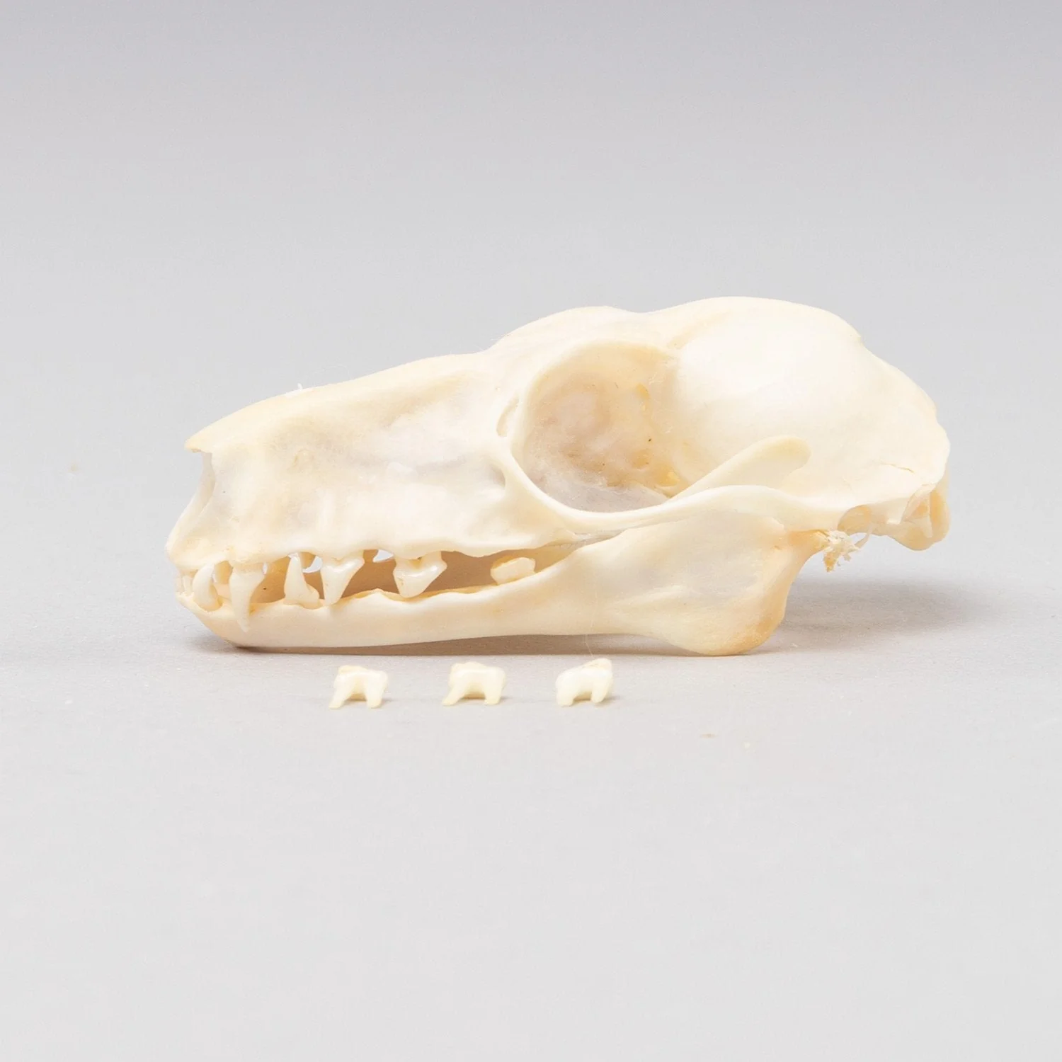 Real Hammerhead Fruit Bat Skeleton - Female - Image 4