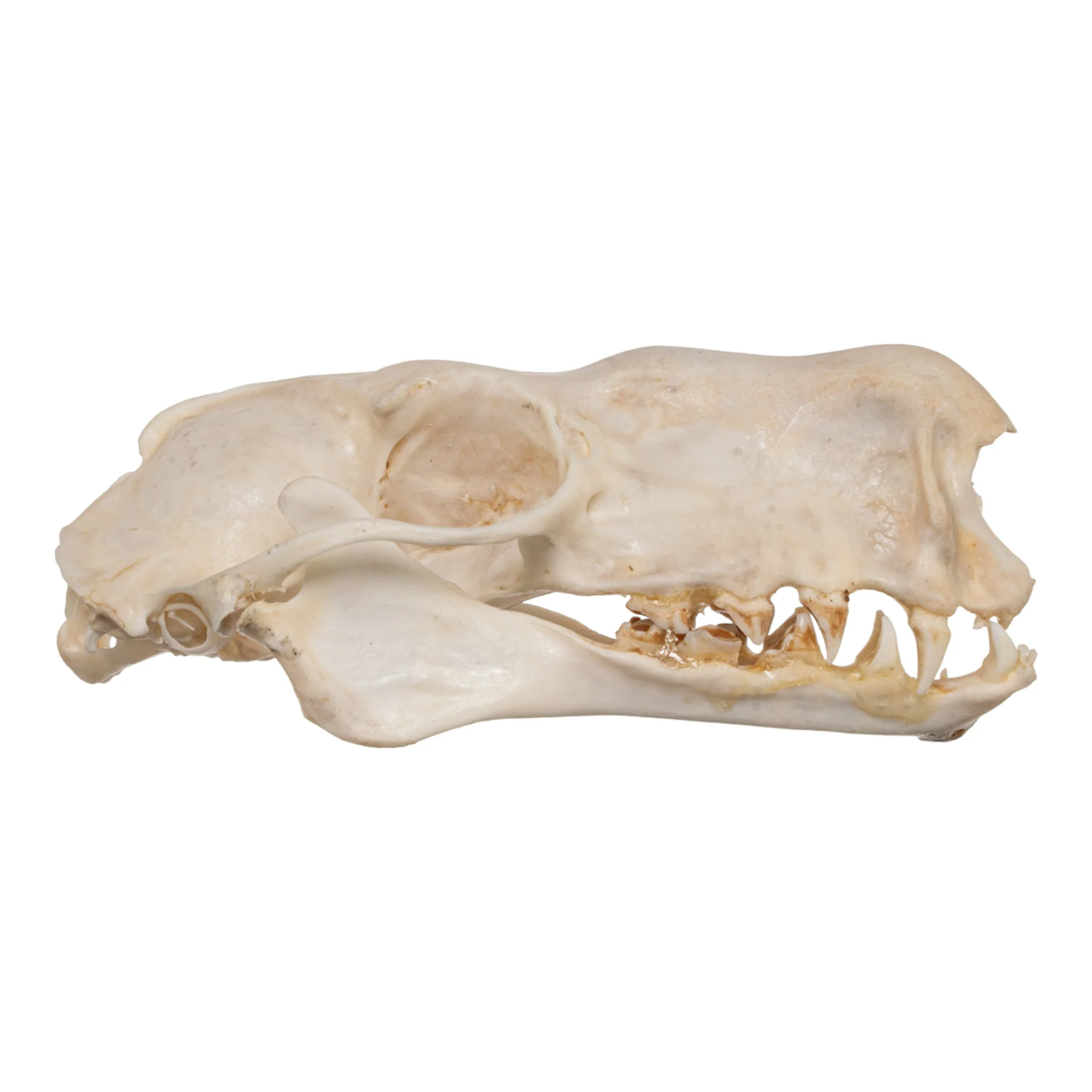 Real Hammerhead Fruit Bat Skull - Male - Image 2