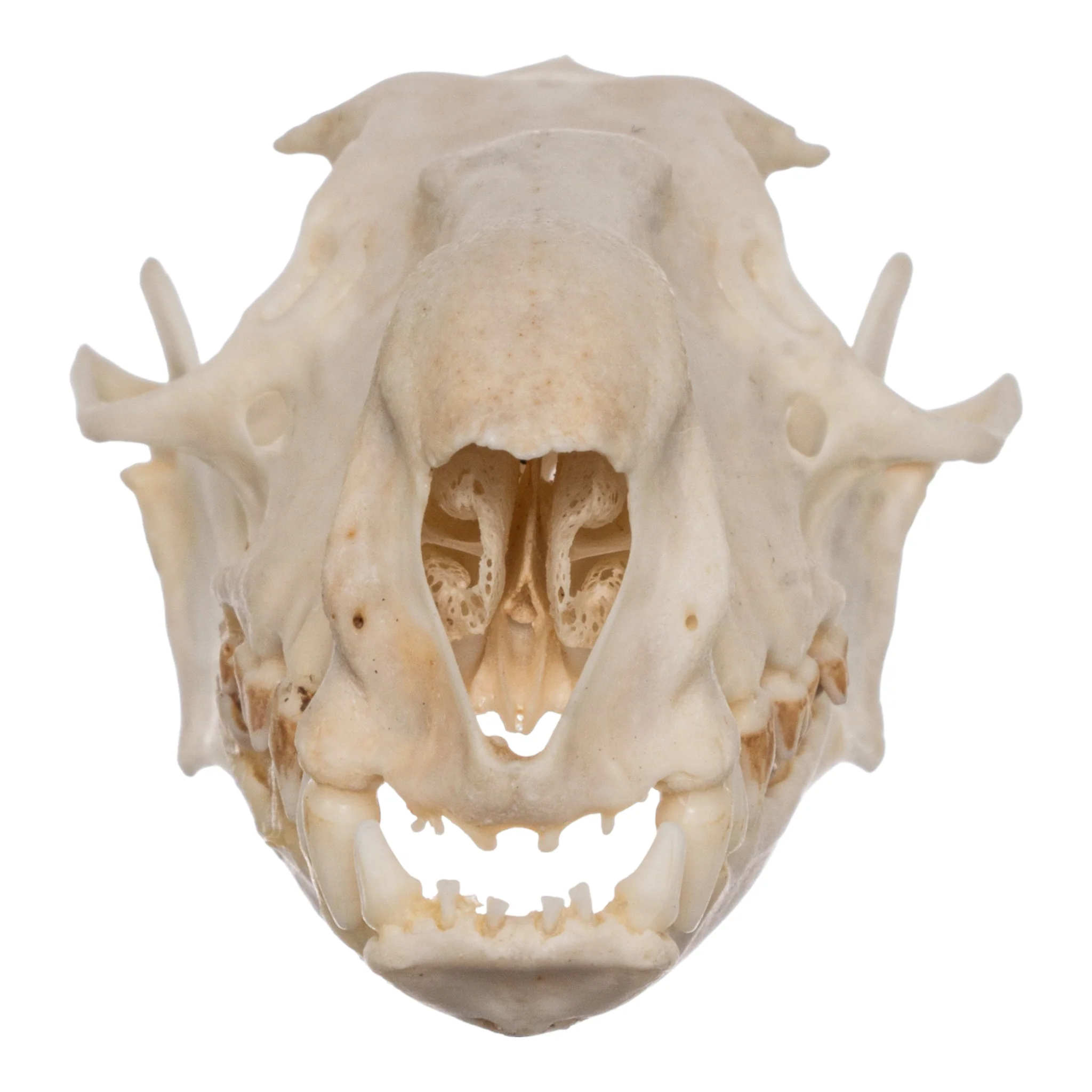 Real Hammerhead Fruit Bat Skull - Male - Image 3