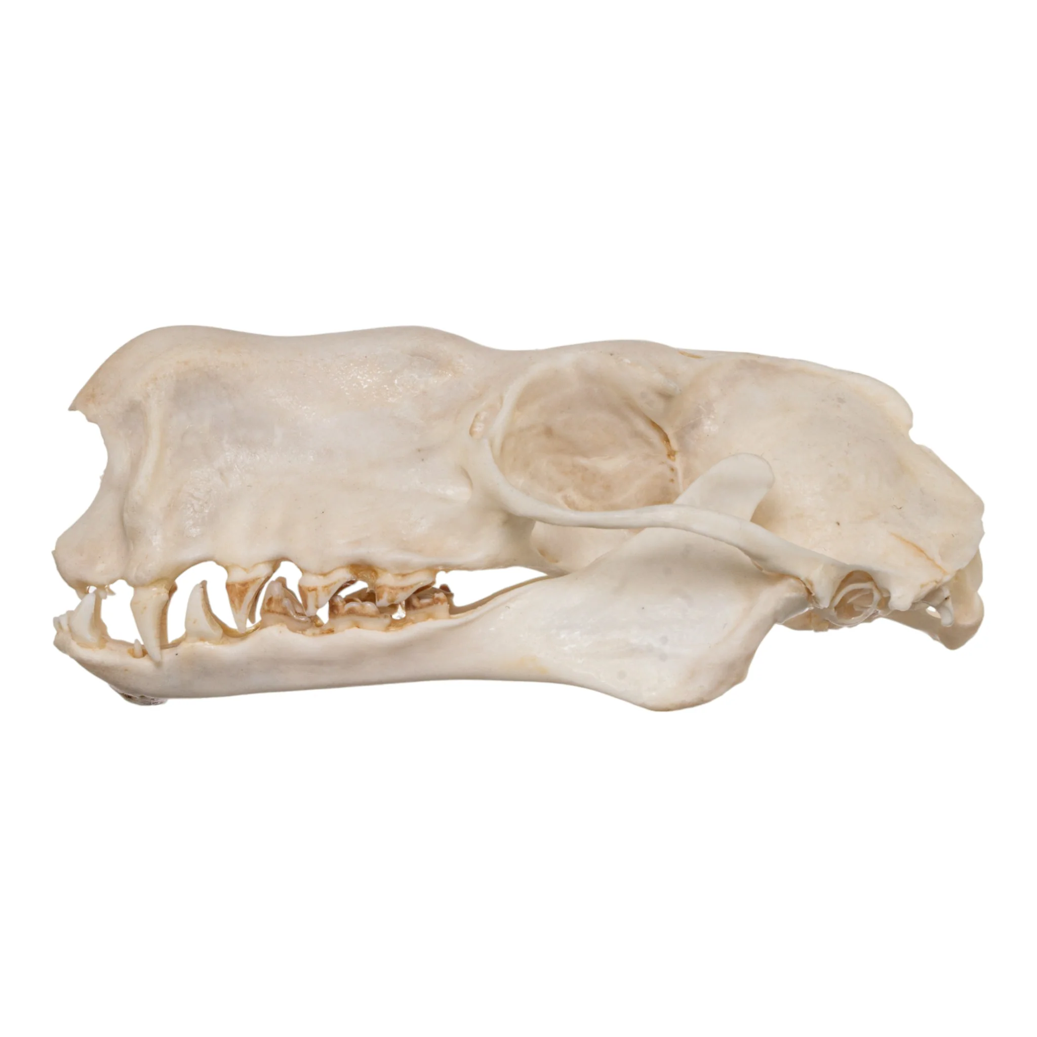 Real Hammerhead Fruit Bat Skull - Male - Image 4