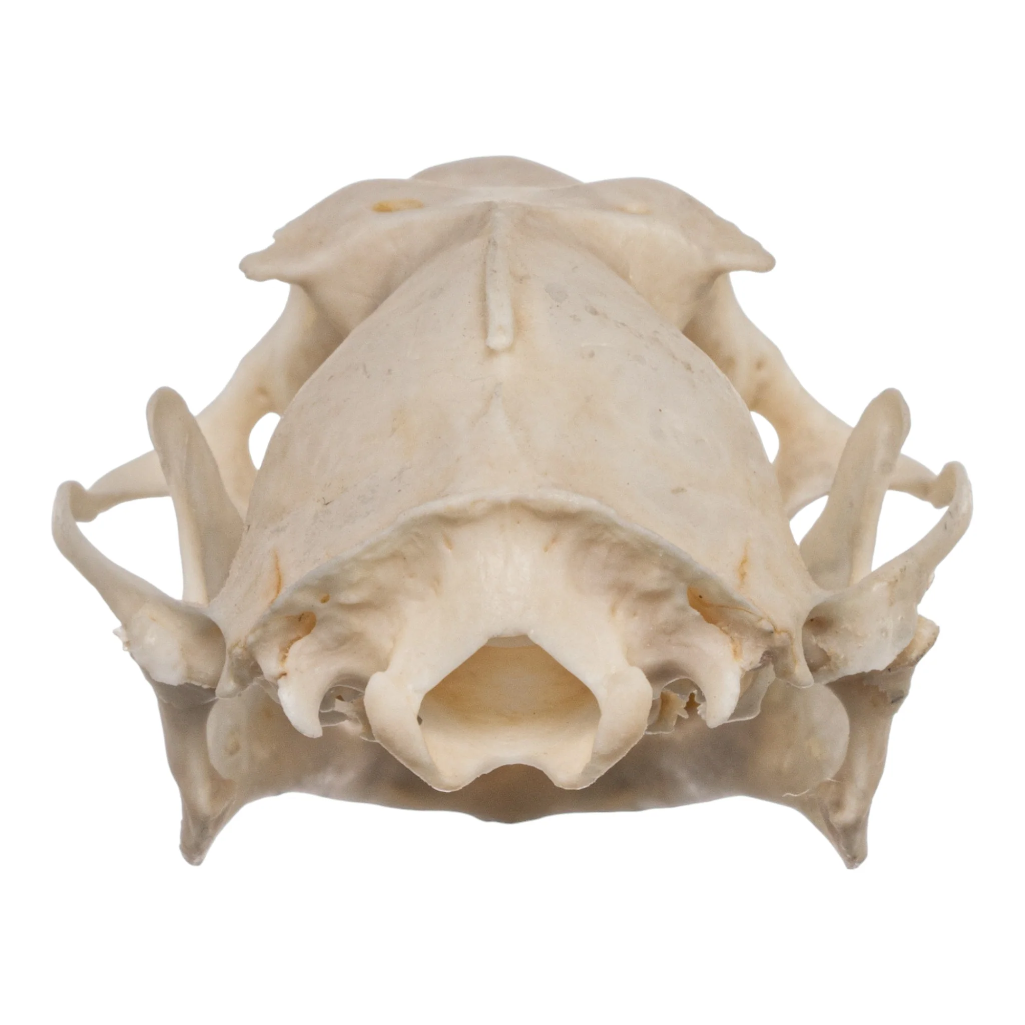 Real Hammerhead Fruit Bat Skull - Male - Image 5