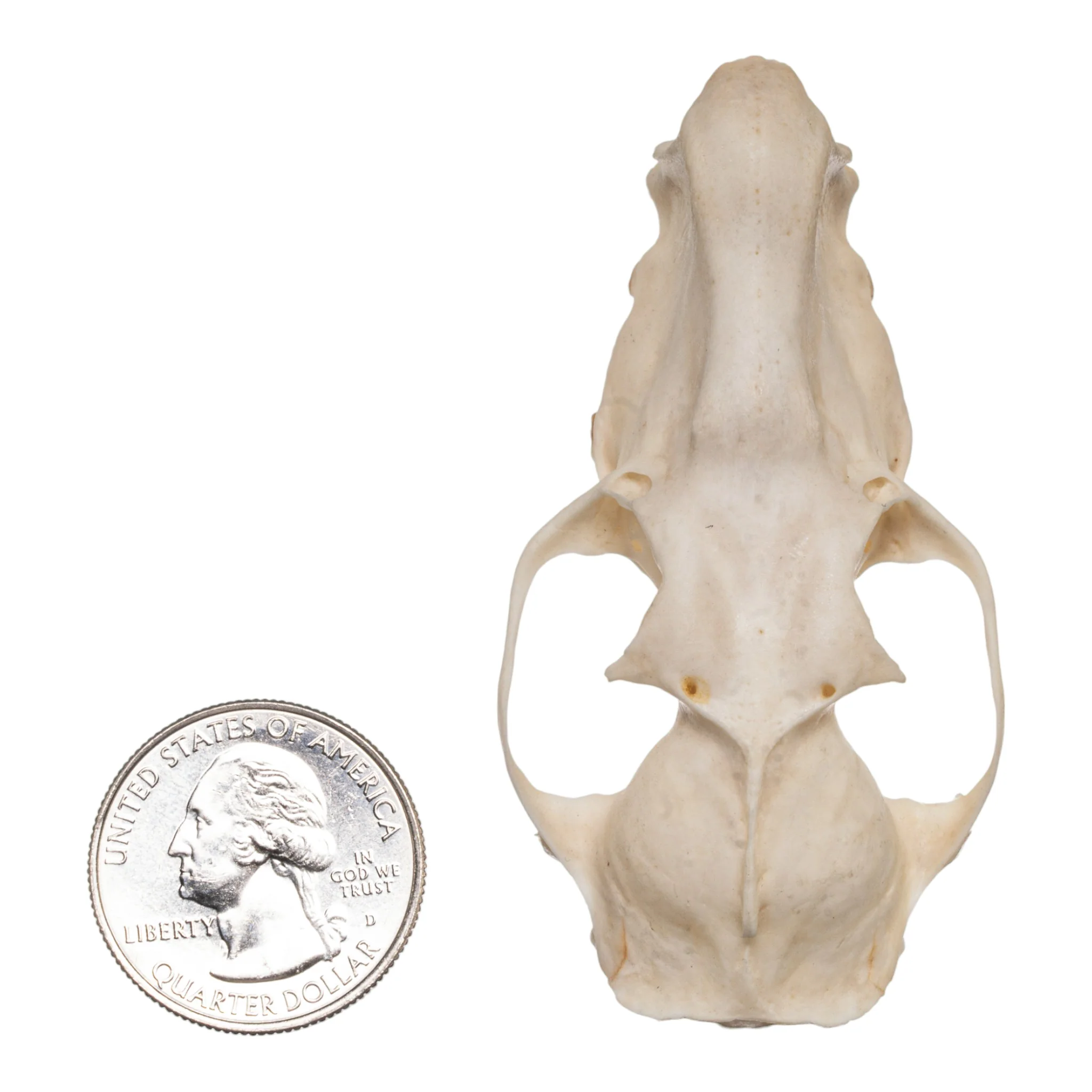 Real Hammerhead Fruit Bat Skull - Male - Image 6