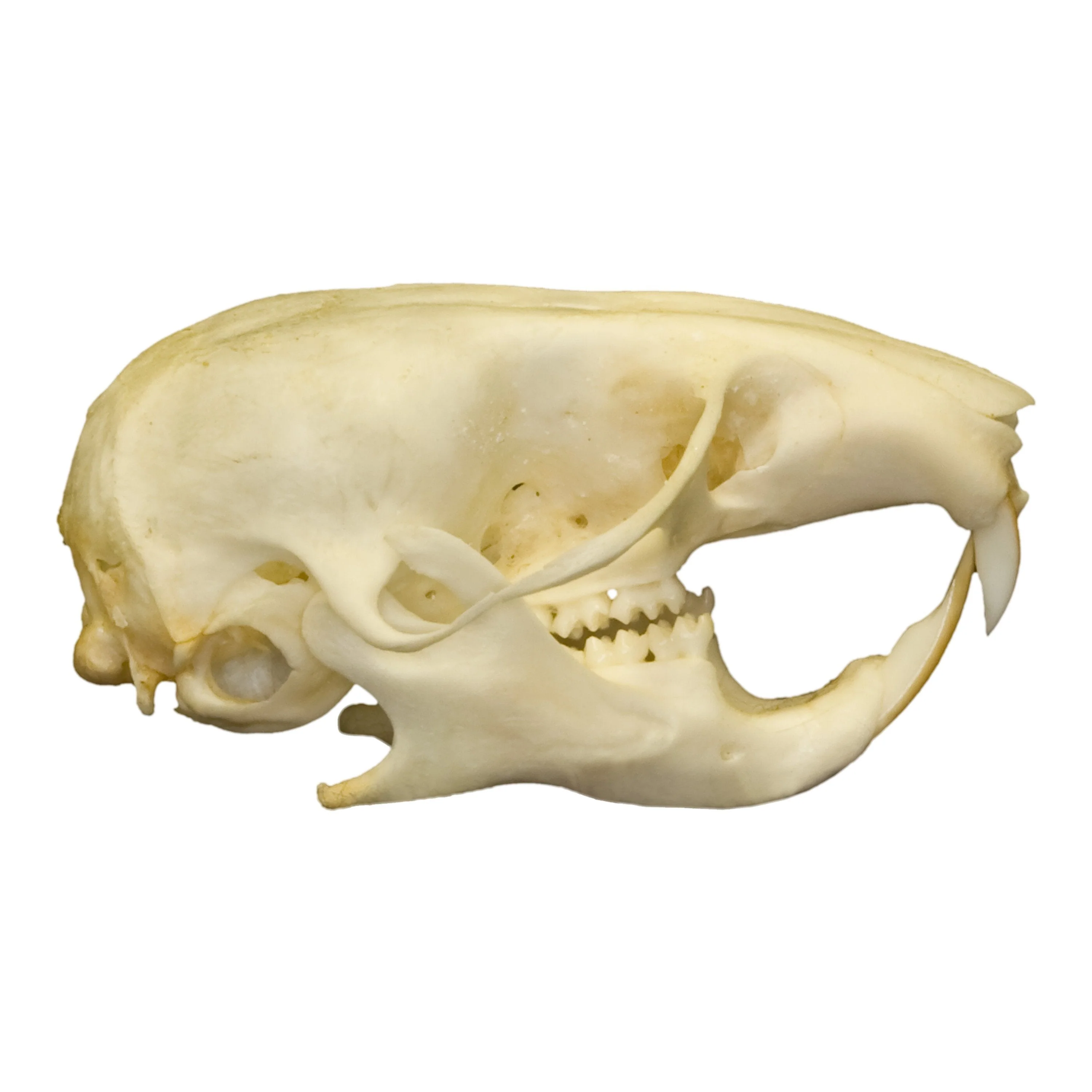 Real Hamster Skull - Image 2