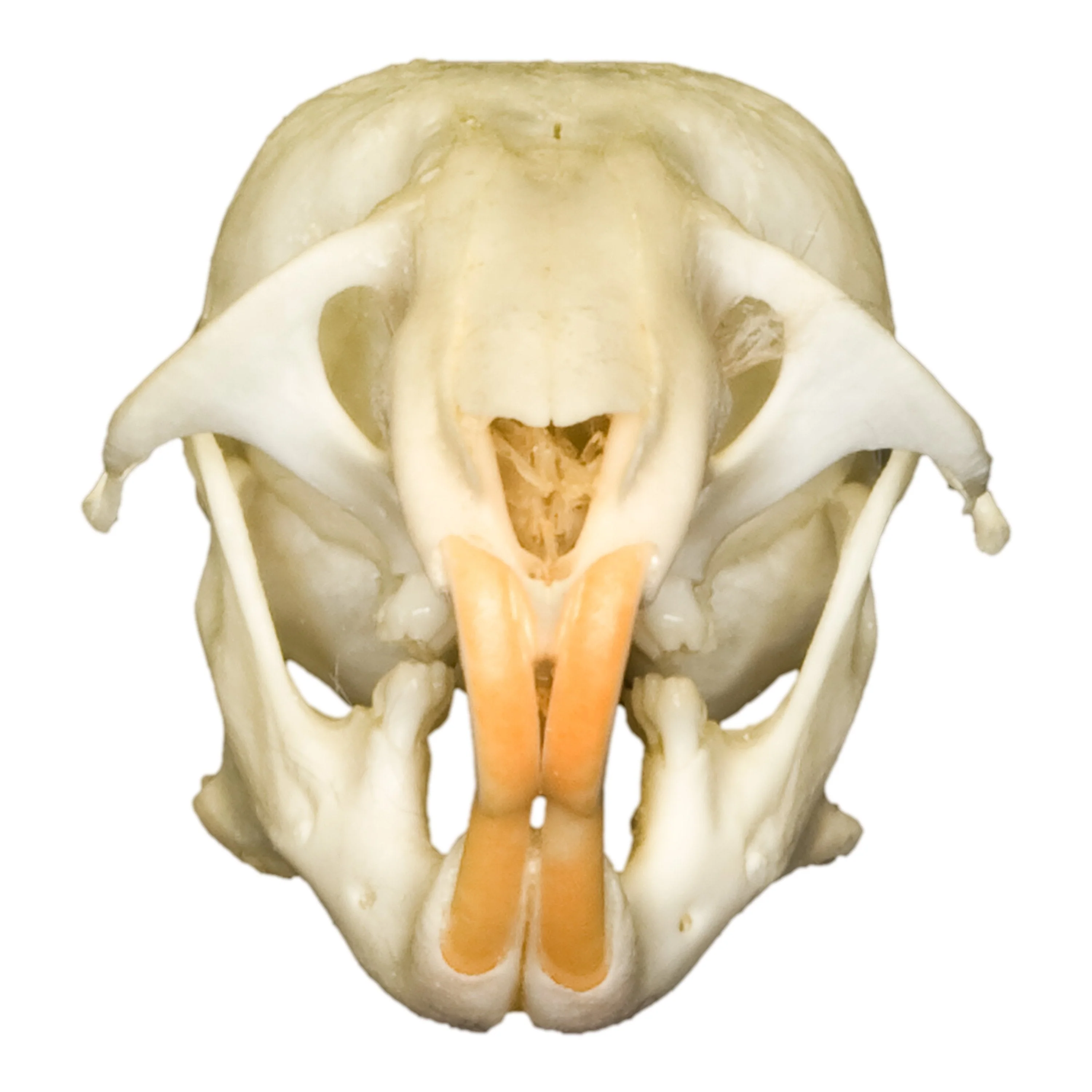 Real Hamster Skull - Image 3