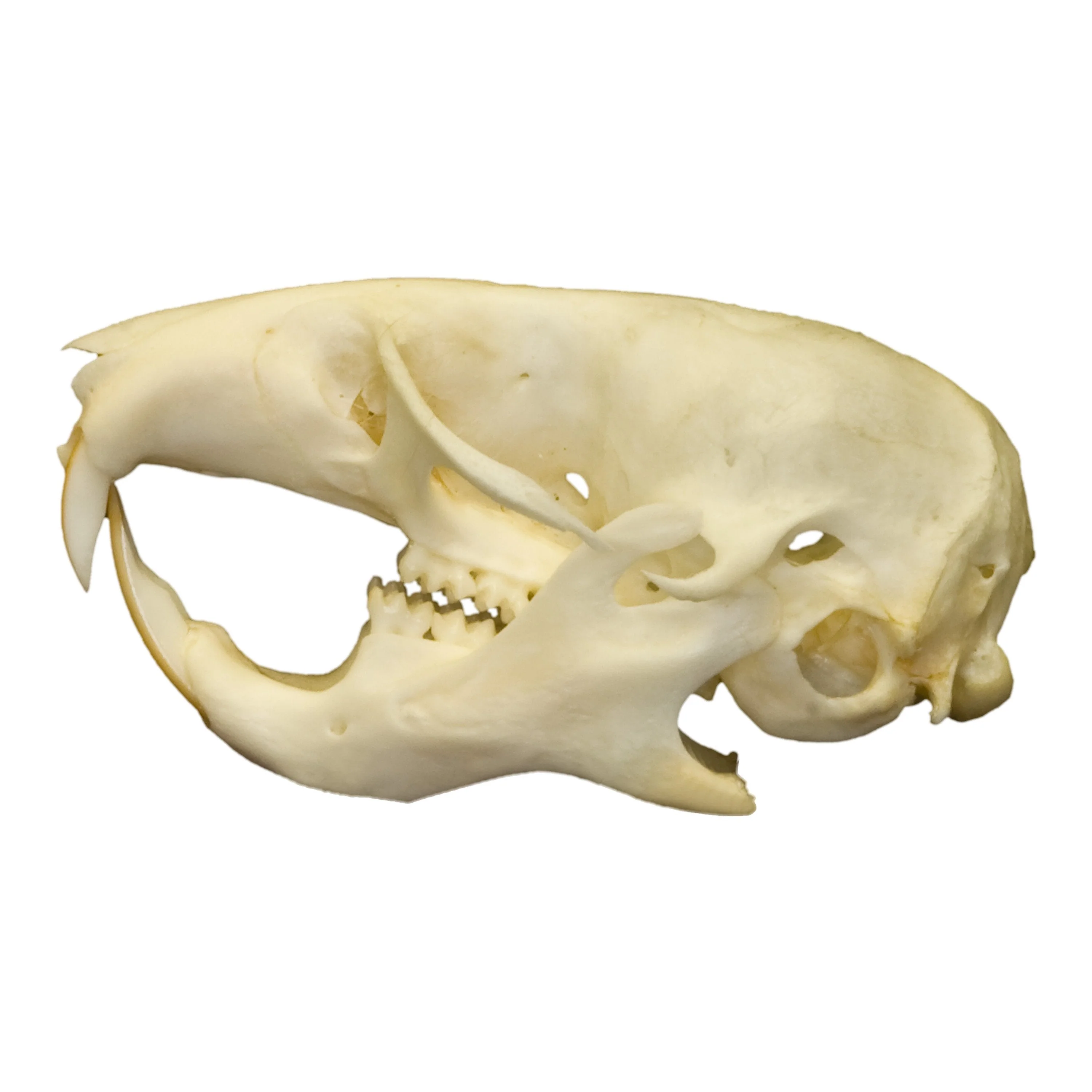 Real Hamster Skull - Image 4