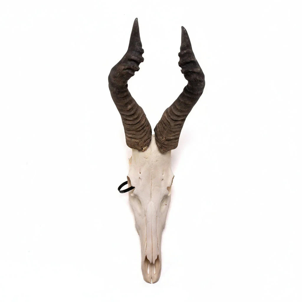 Real Hartebeest Skull - Image 6