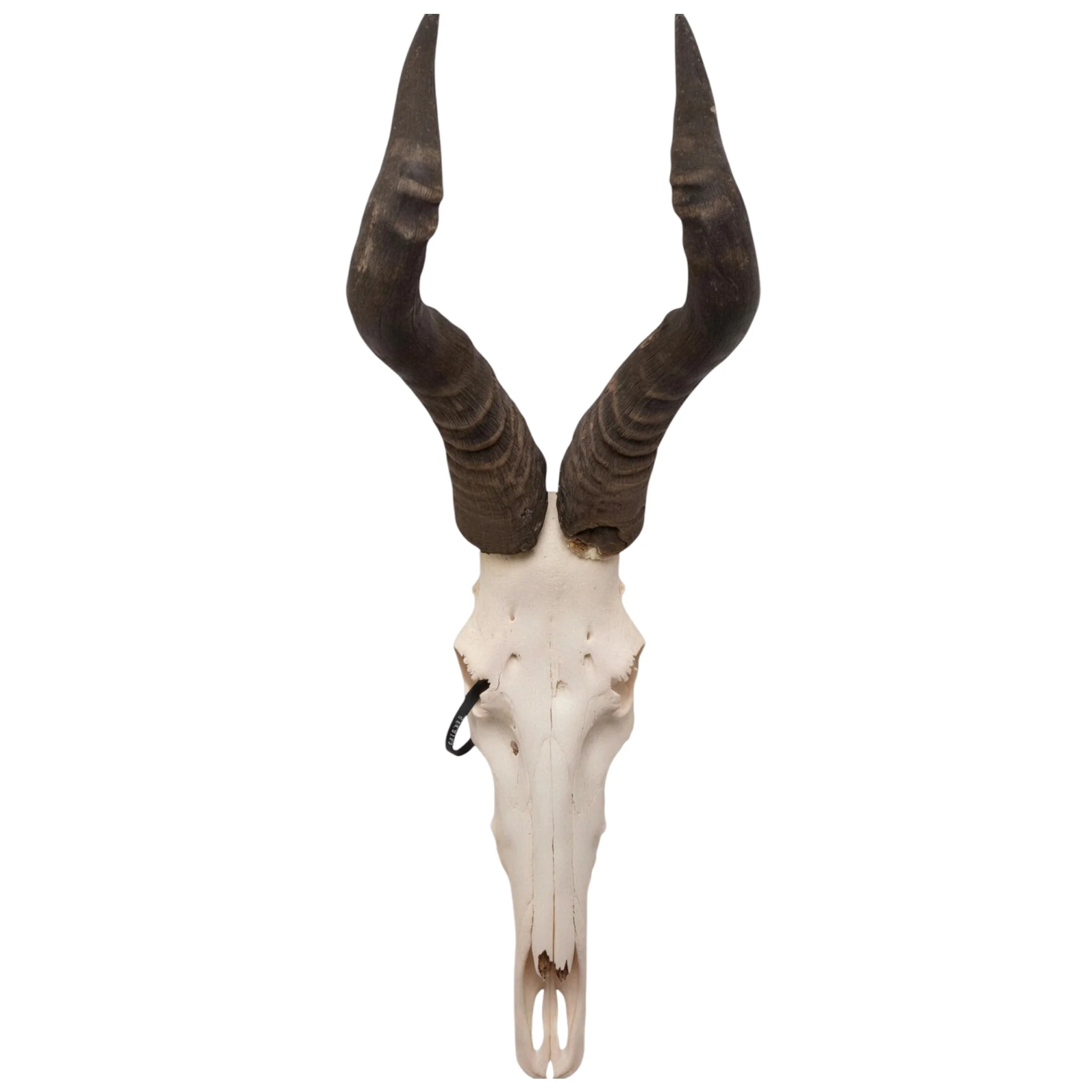 Real Hartebeest Skull - Image 7