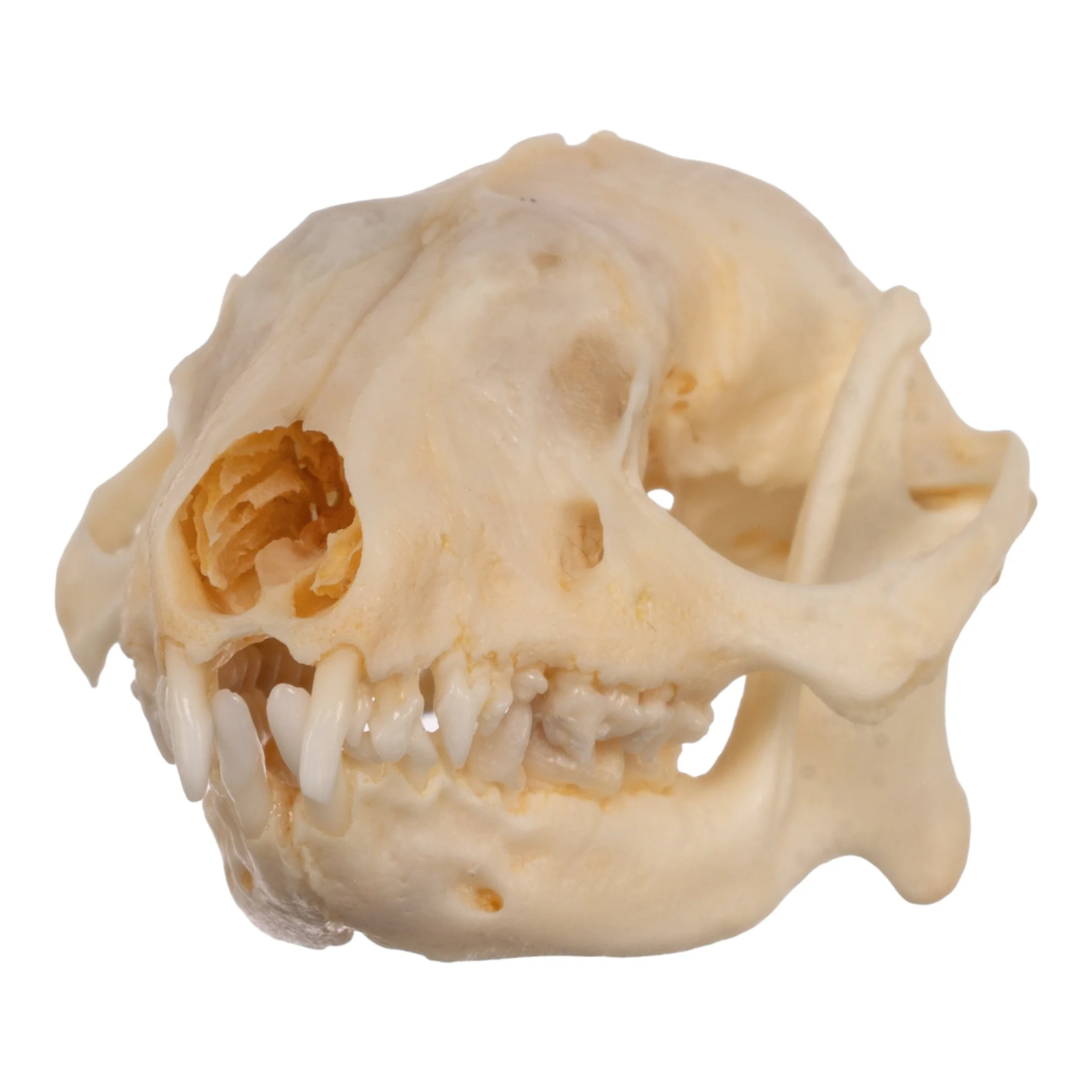 Real Hedgehog Skeleton - Disarticulated - Image 2