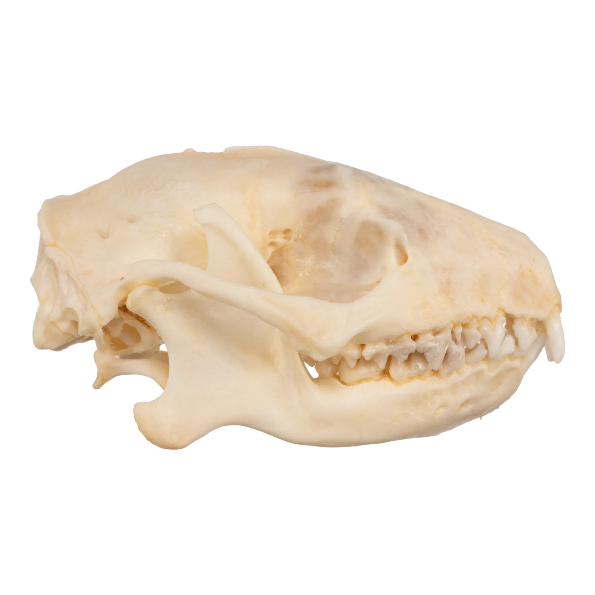 Real Hedgehog Skeleton - Disarticulated - Image 3