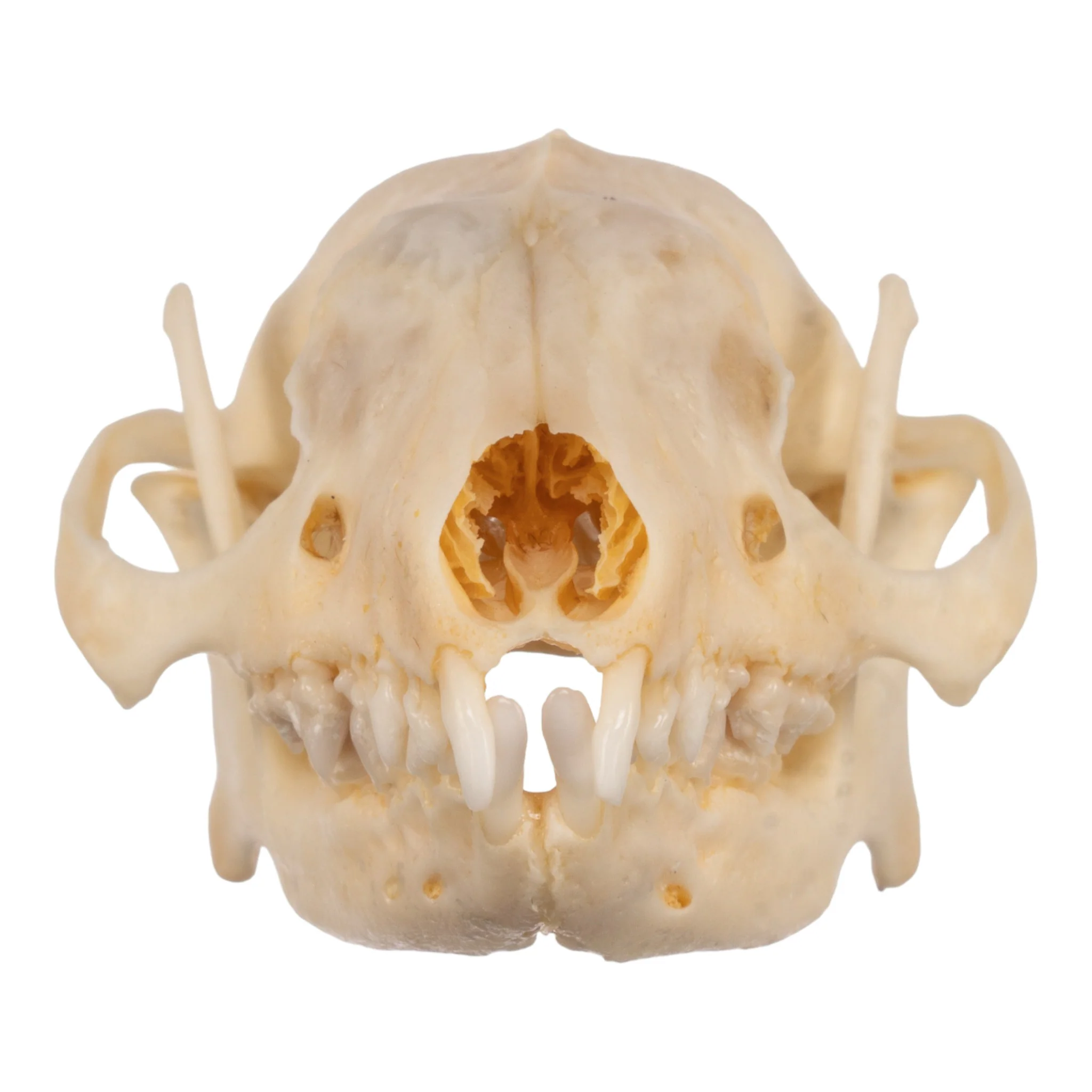 Real Hedgehog Skeleton - Disarticulated - Image 4