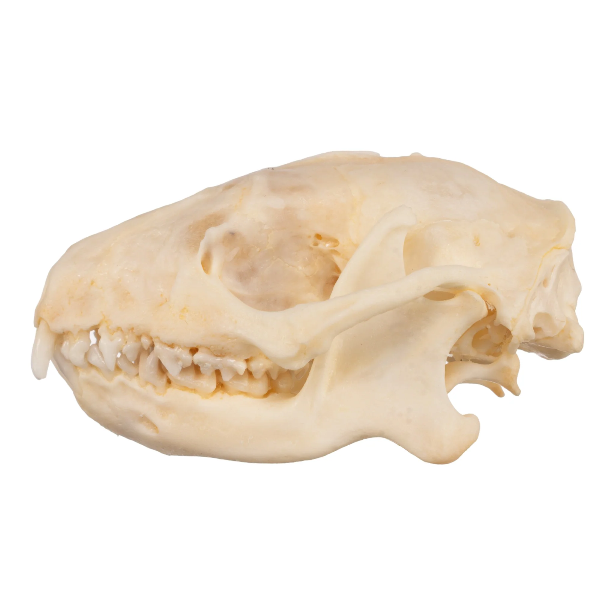 Real Hedgehog Skeleton - Disarticulated - Image 5