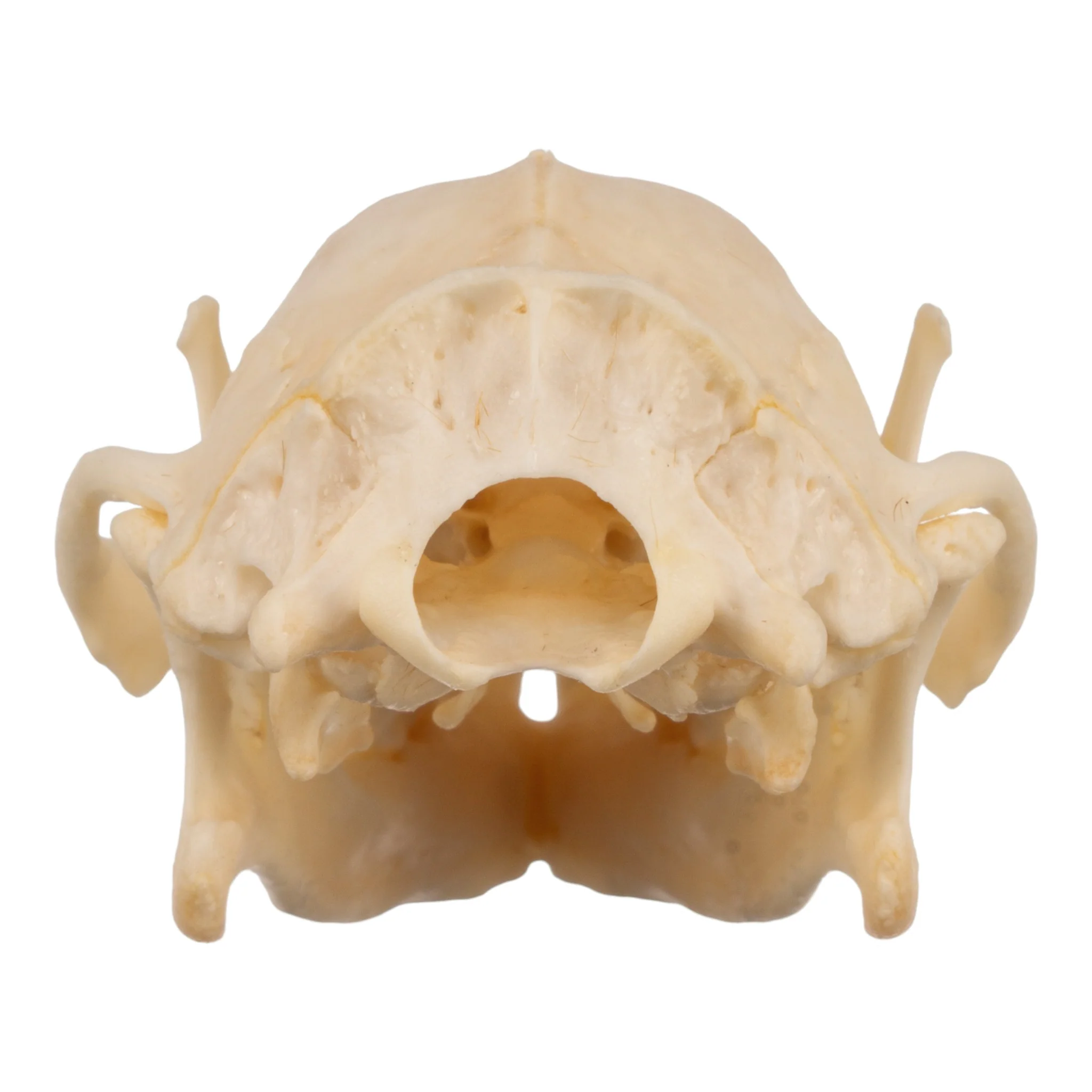 Real Hedgehog Skeleton - Disarticulated - Image 6
