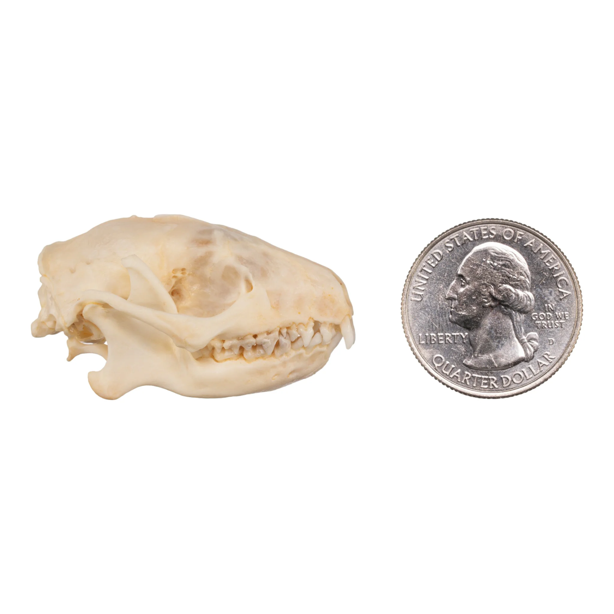 Real Hedgehog Skeleton - Disarticulated - Image 7