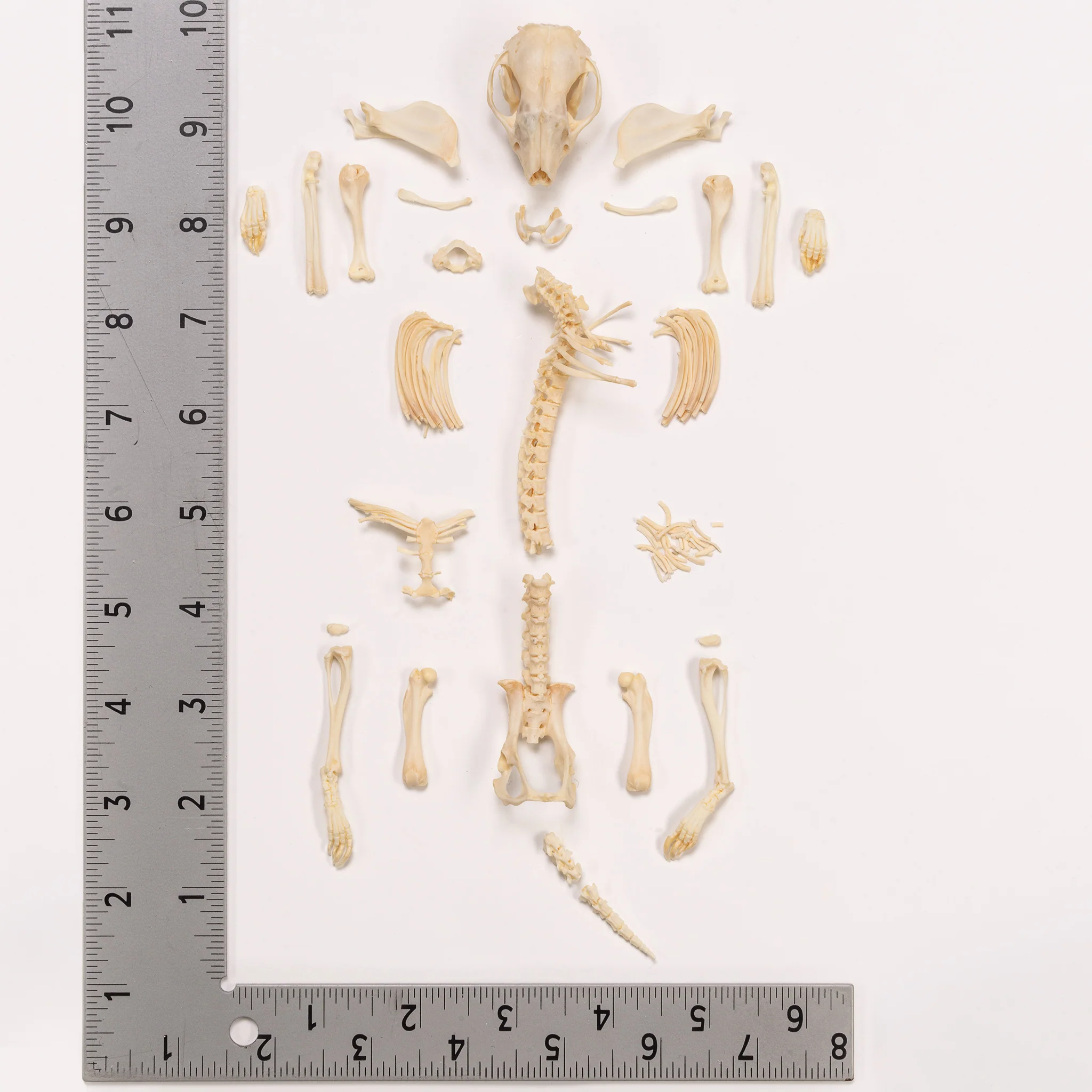 Real Hedgehog Skeleton - Disarticulated - Image 8