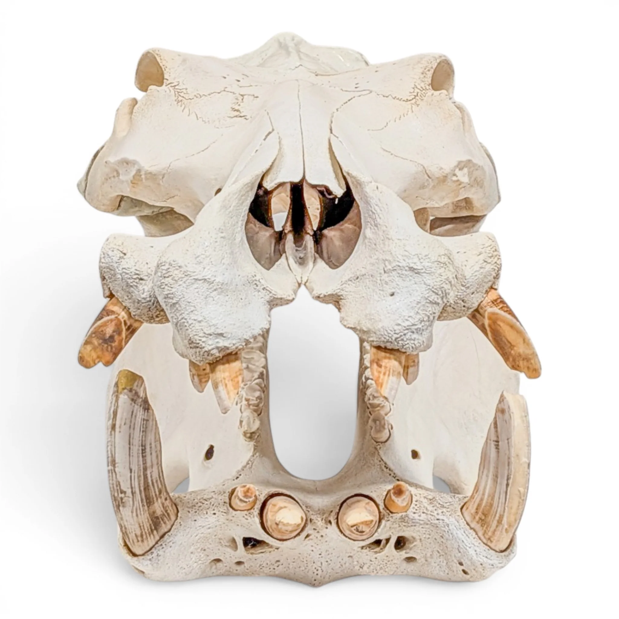 Real Hippopotamus Skull - Impaired - Image 3