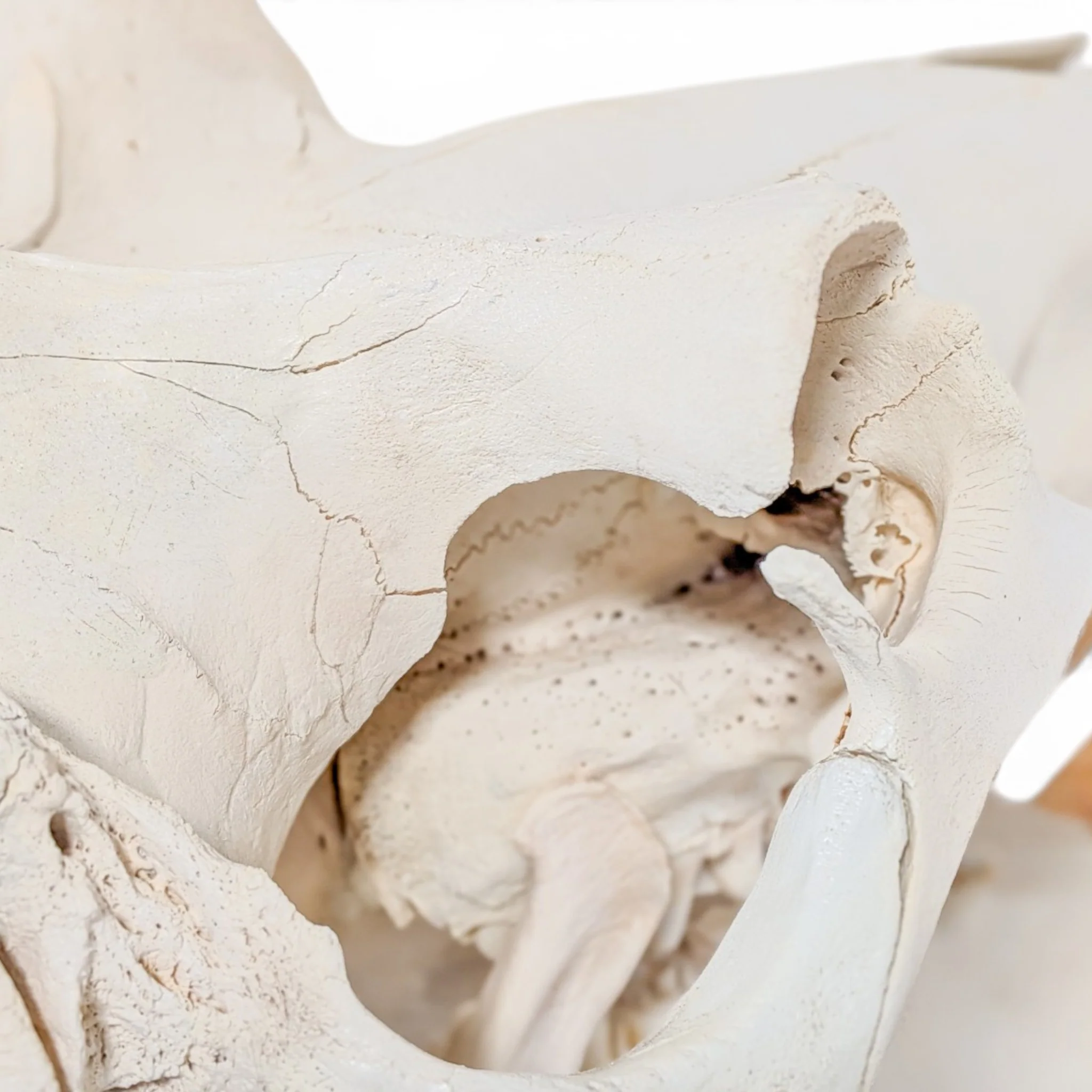 Real Hippopotamus Skull - Impaired - Image 6