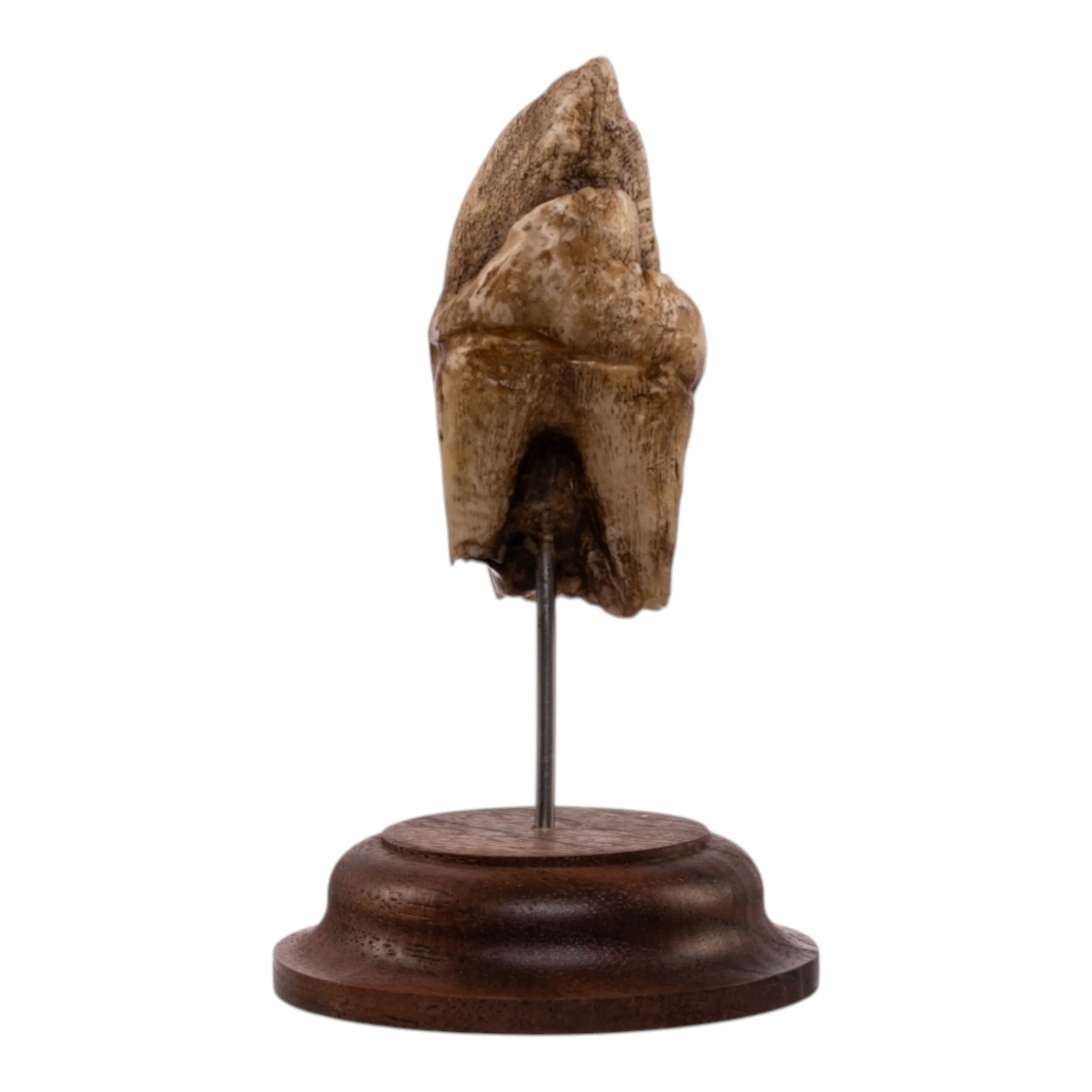 Real Hippopotamus Tooth on Stand - Image 2