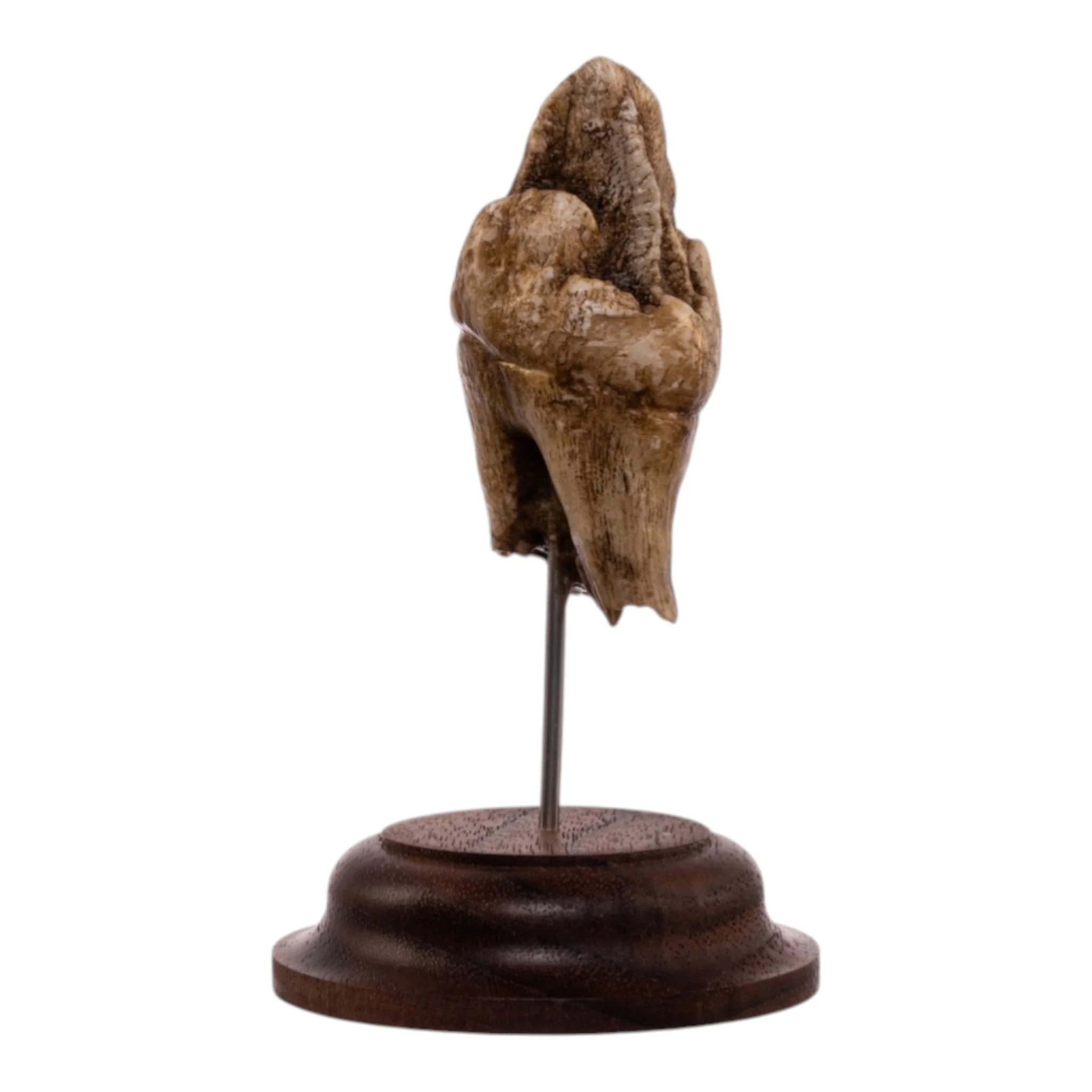 Real Hippopotamus Tooth on Stand - Image 3