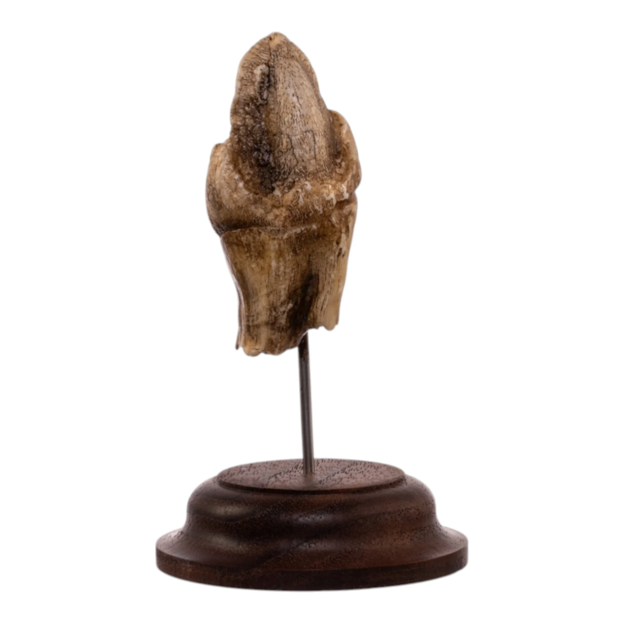 Real Hippopotamus Tooth on Stand - Image 4