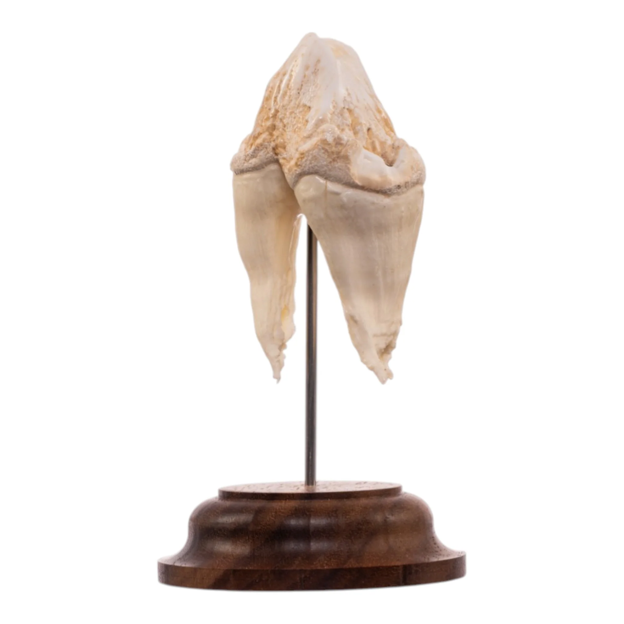 Real Hippopotamus Tooth on Stand - Image 2