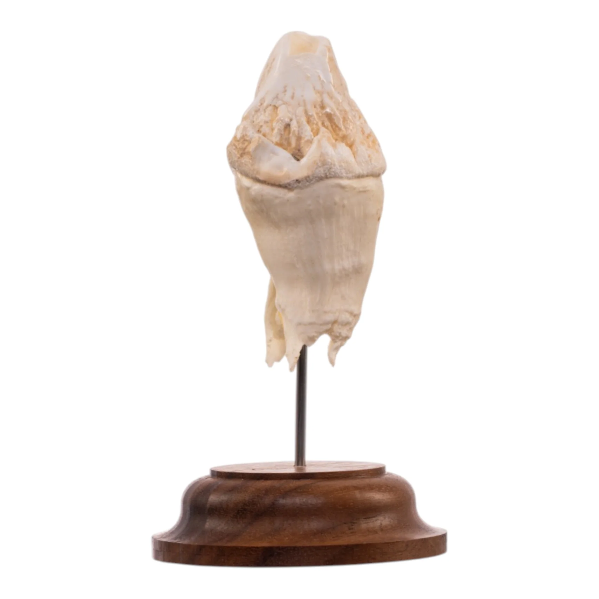 Real Hippopotamus Tooth on Stand - Image 3