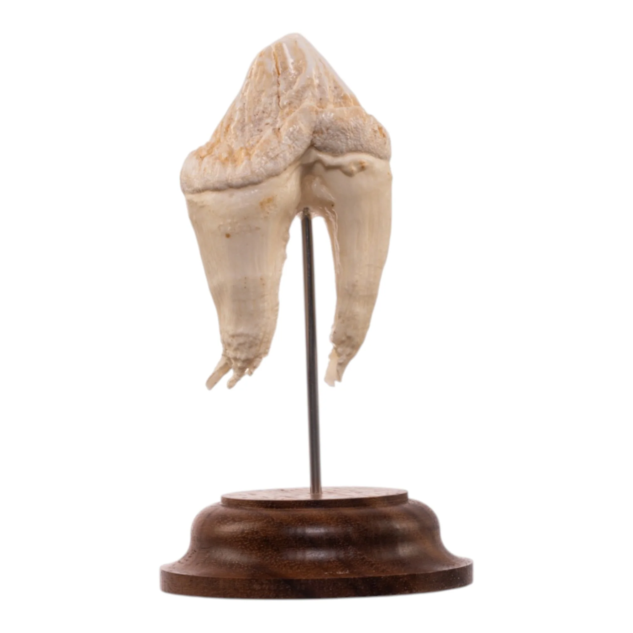 Real Hippopotamus Tooth on Stand - Image 4