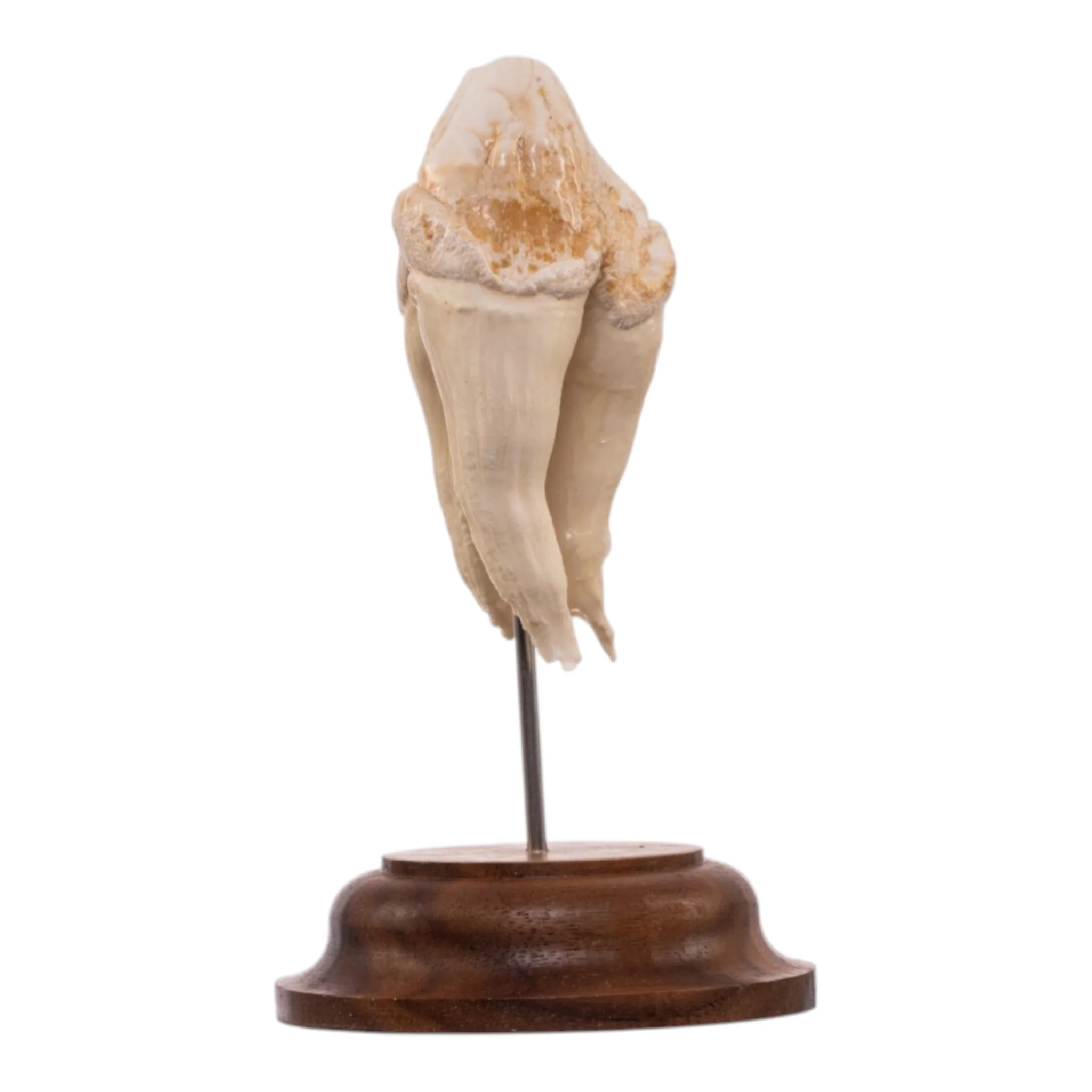 Real Hippopotamus Tooth on Stand - Image 5