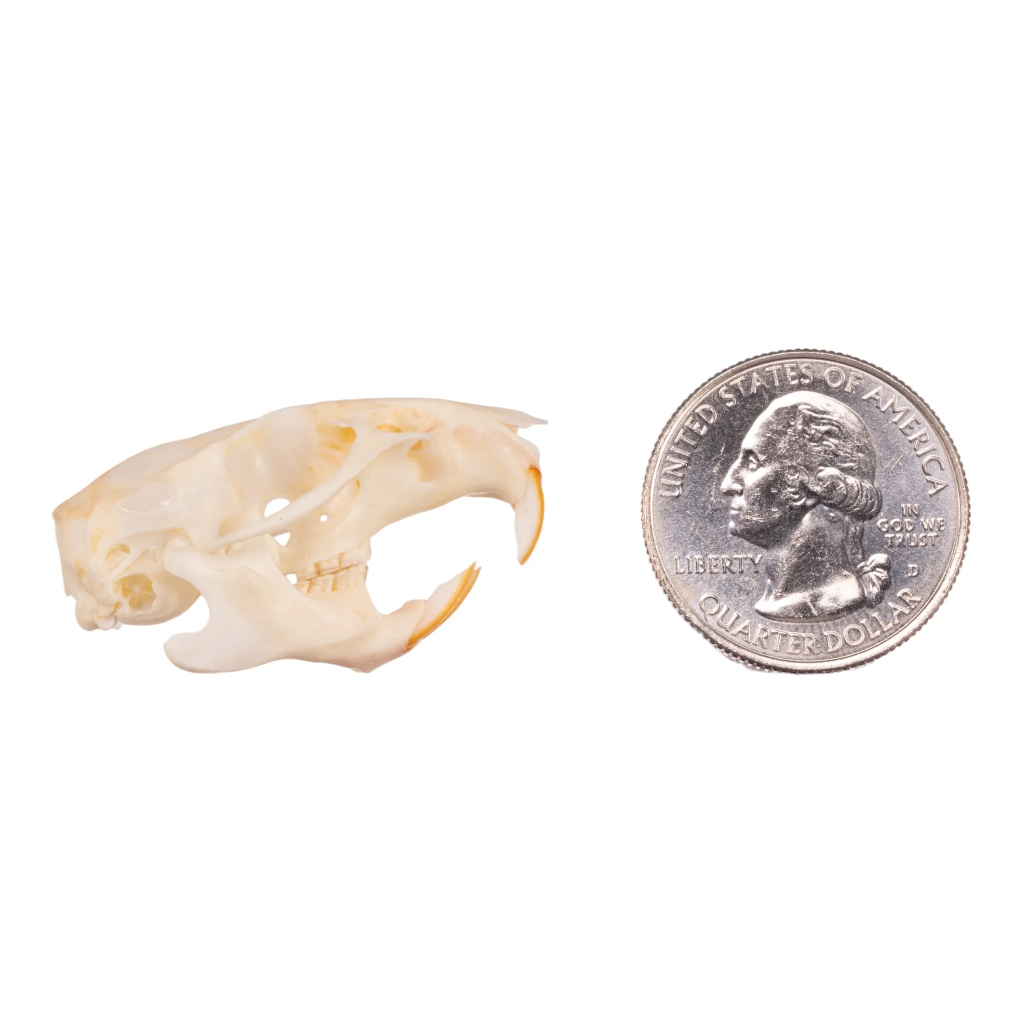 Real Hispid Cotton Rat Skull - Image 6