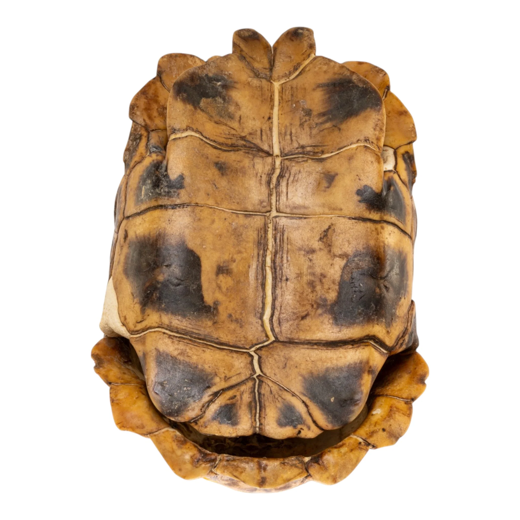 Real Home's Hinge-back Tortoise Shell - Image 2