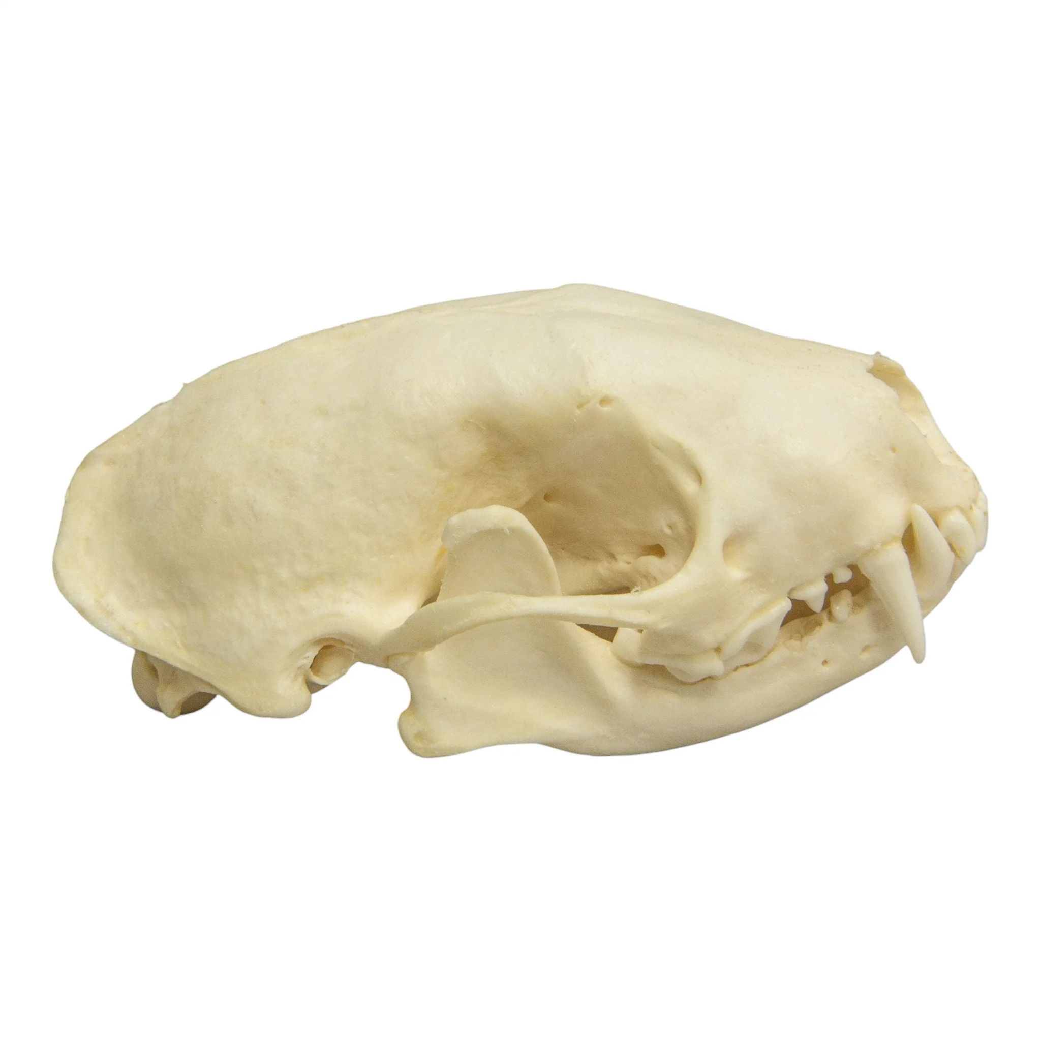 Real Hooded Skunk Skull - Image 2
