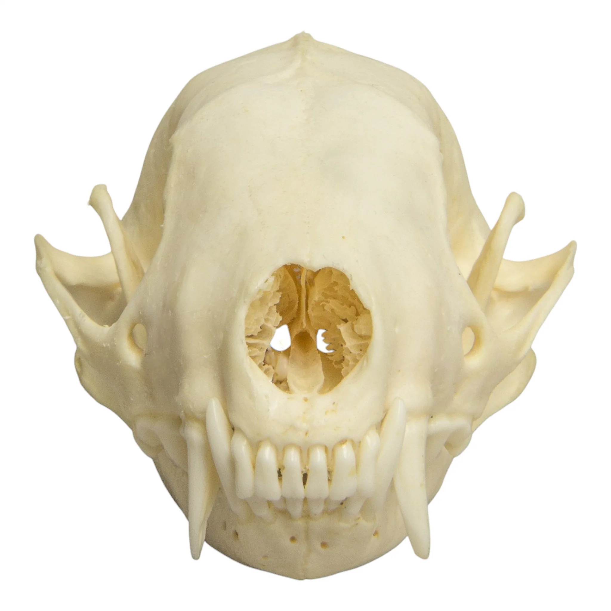Real Hooded Skunk Skull - Image 3