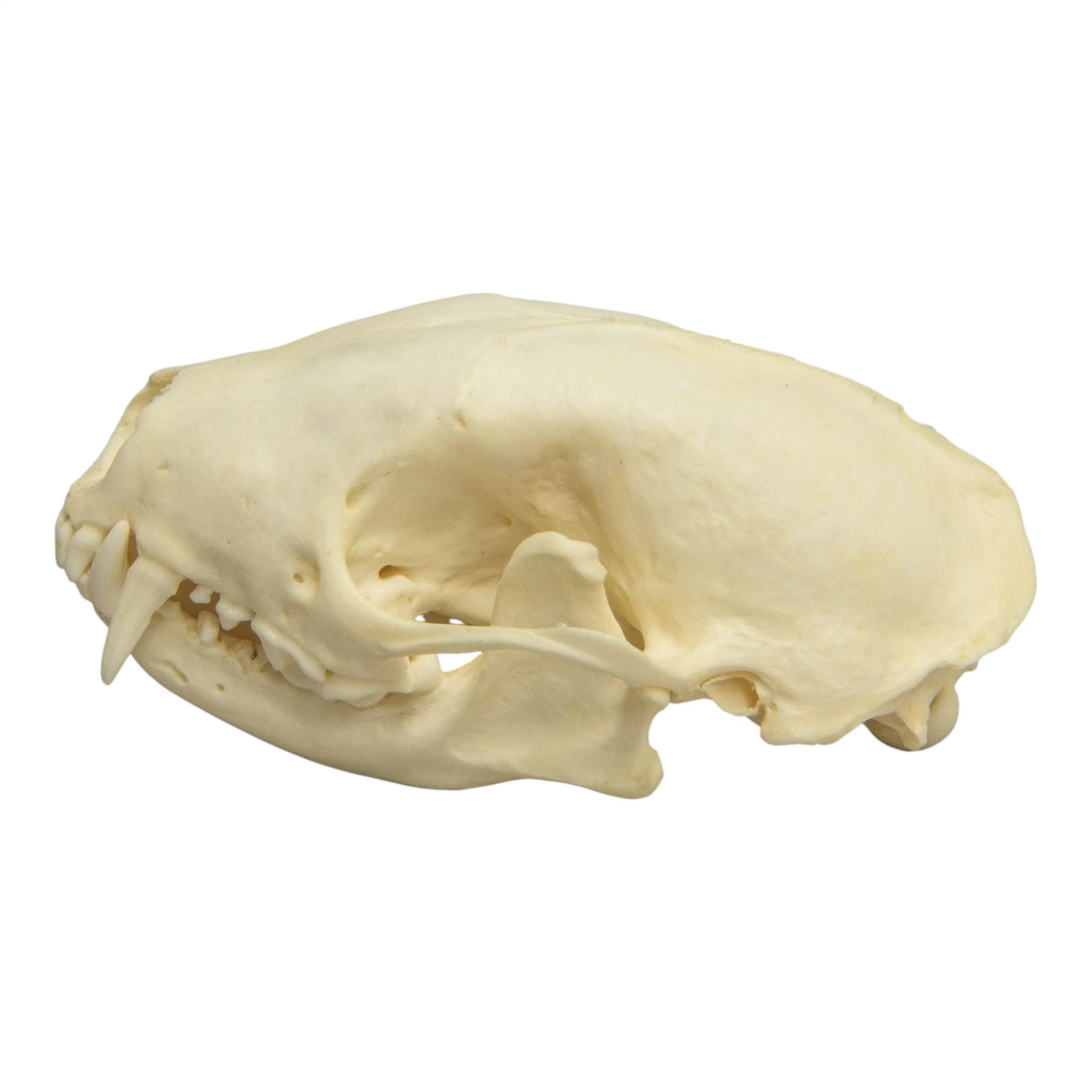 Real Hooded Skunk Skull - Image 4
