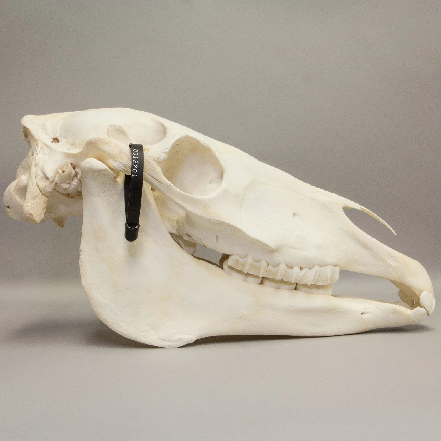 Real Horse Skeleton - Disarticulated - Image 2