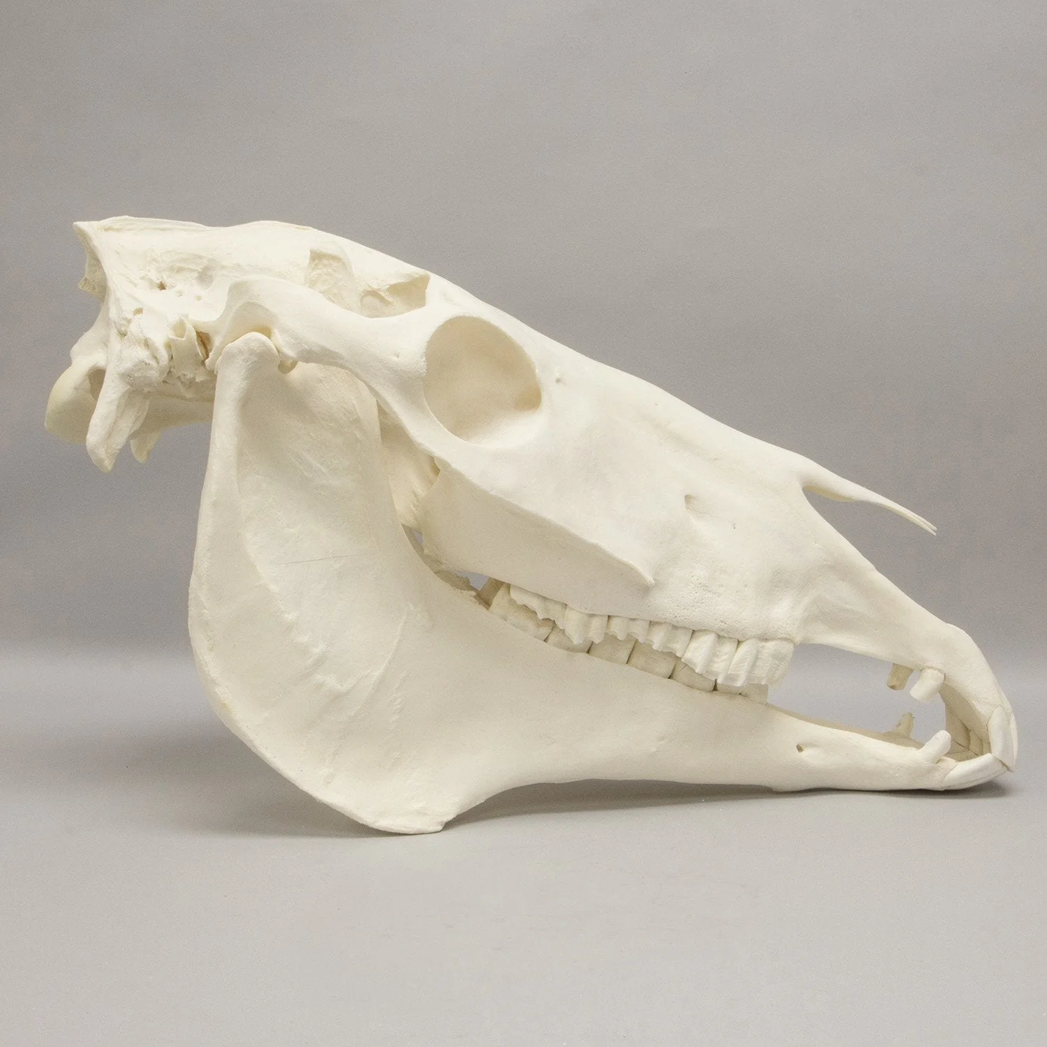 Real Horse Skeleton - Disarticulated - Image 2