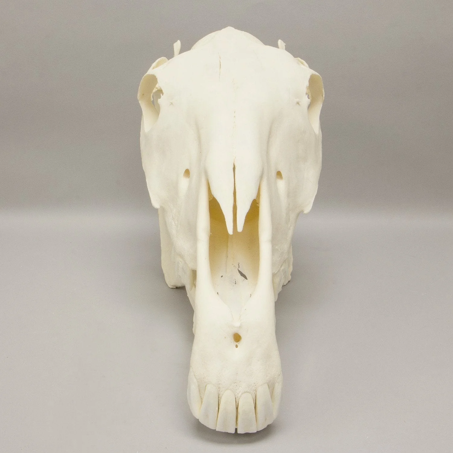 Real Horse Skeleton - Disarticulated - Image 3
