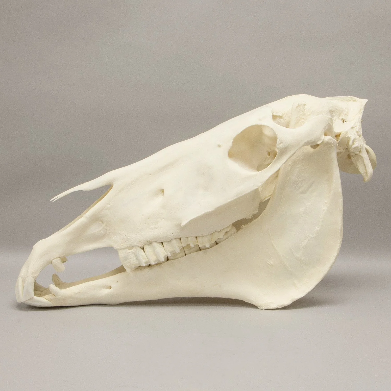 Real Horse Skeleton - Disarticulated - Image 4