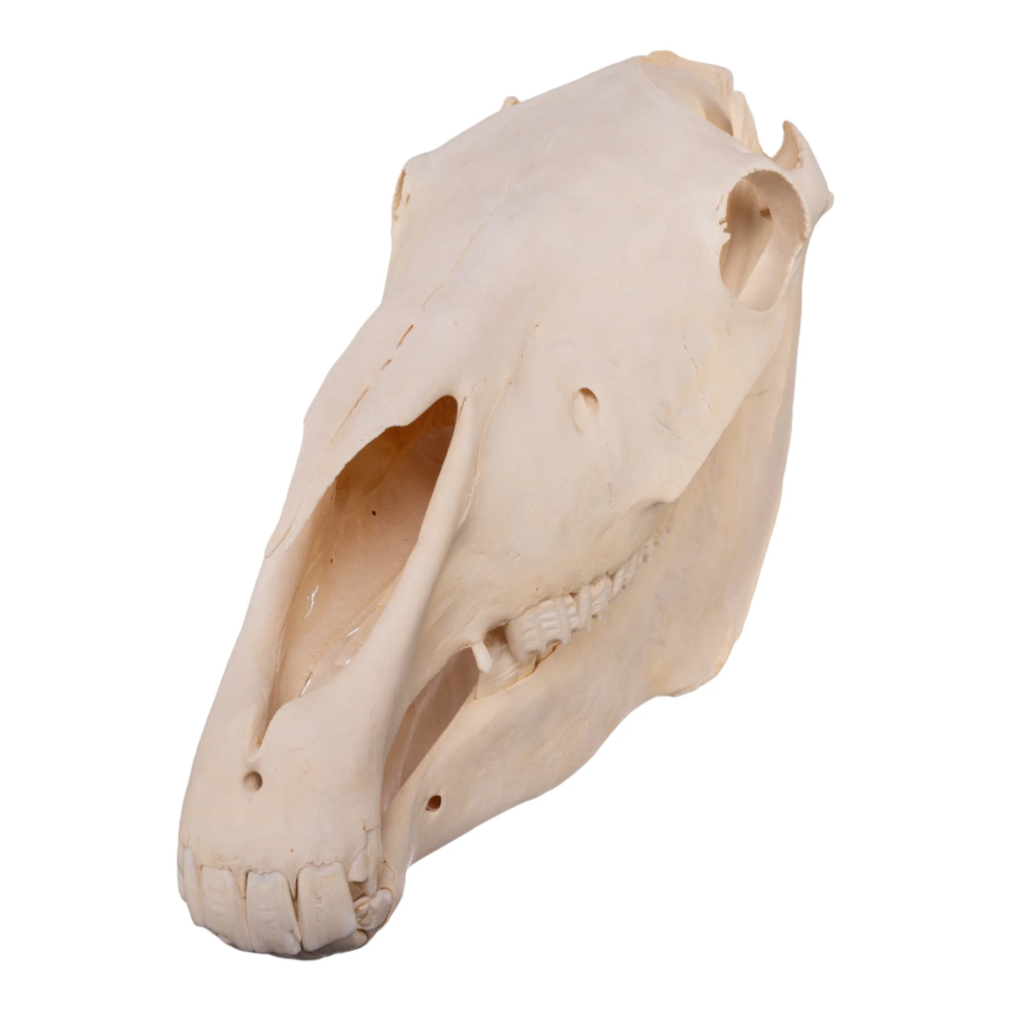 Real Horse Skull