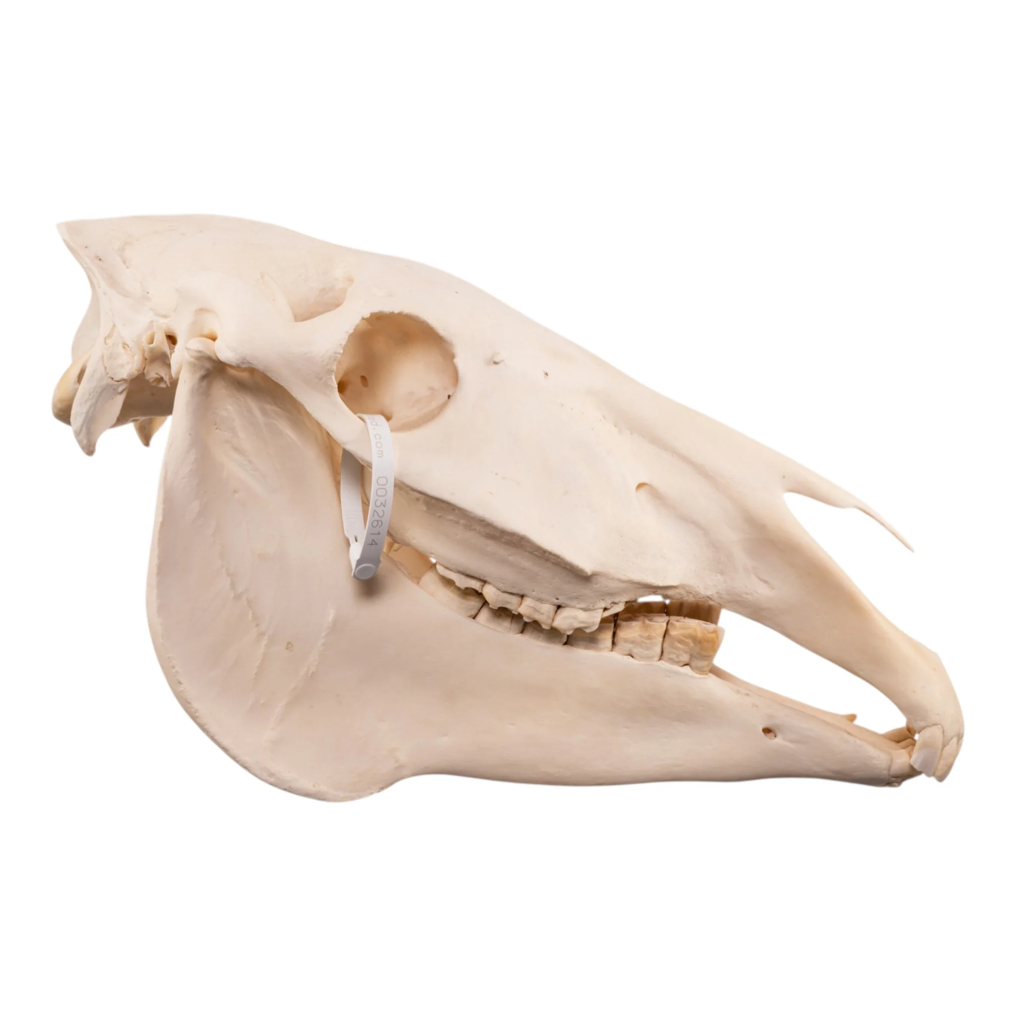 Real Horse Skull - Image 2