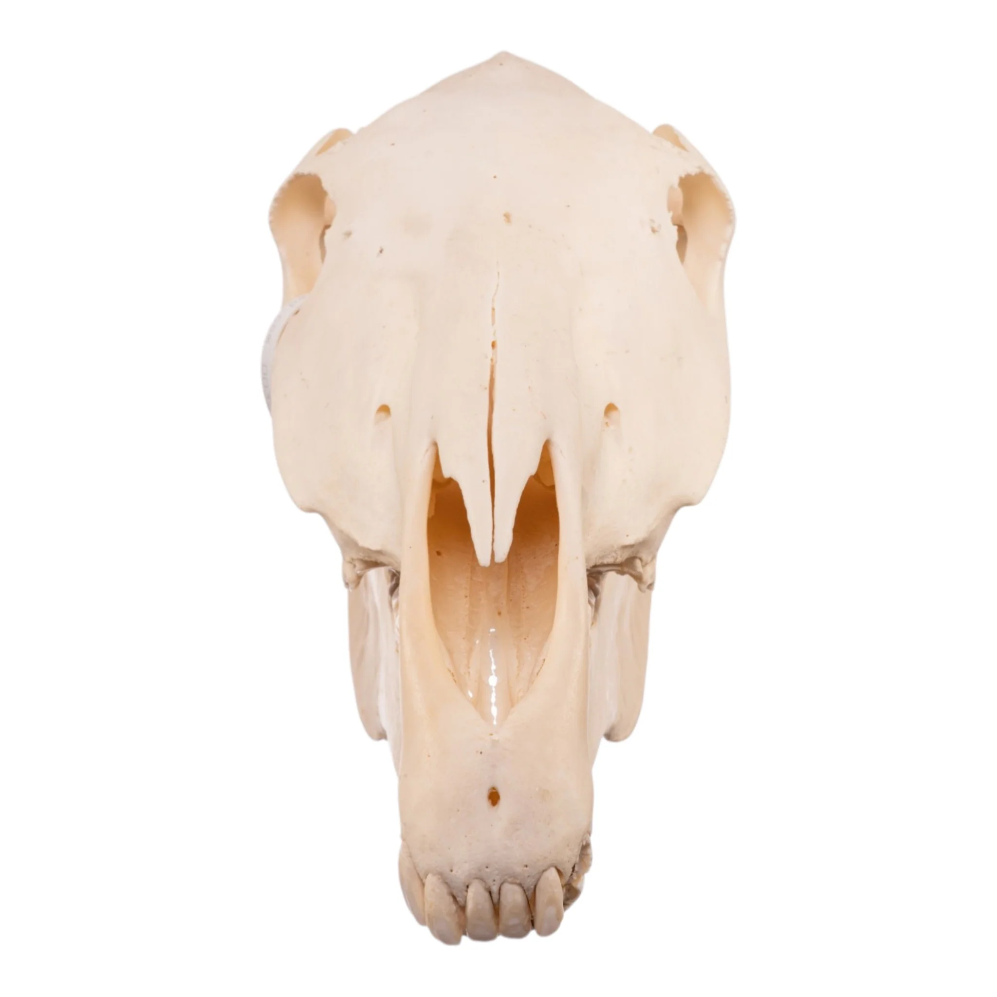Real Horse Skull - Image 3