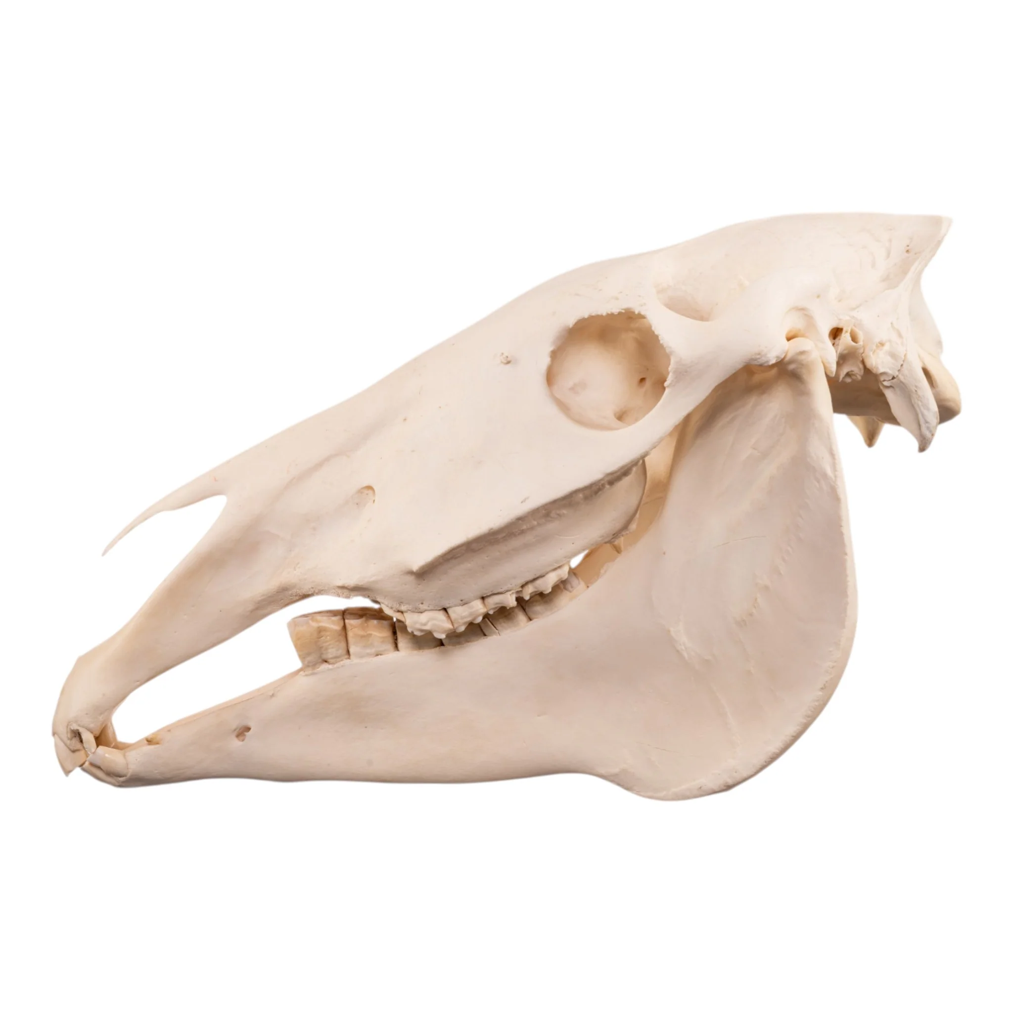 Real Horse Skull - Image 4